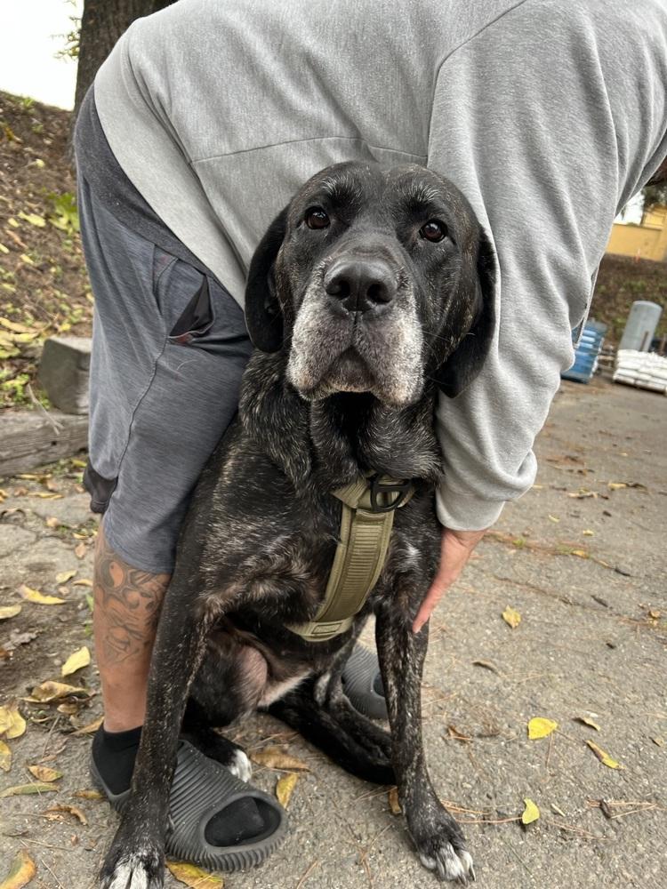 Enlarge Nudge, a Adoptable mixed breed in Oakdale, CA image 4/6