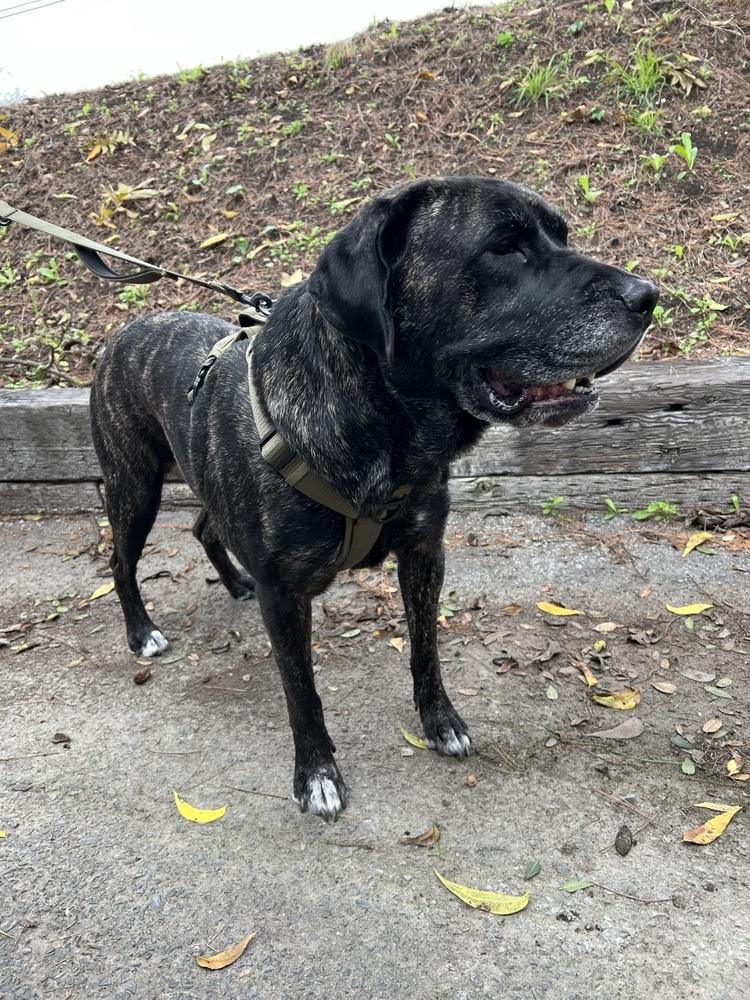 Enlarge Nudge, a Adoptable mixed breed in Oakdale, CA image 5/6