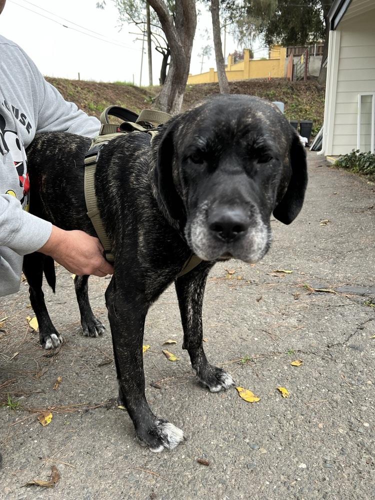 Enlarge Nudge, a Adoptable mixed breed in Oakdale, CA image 6/6