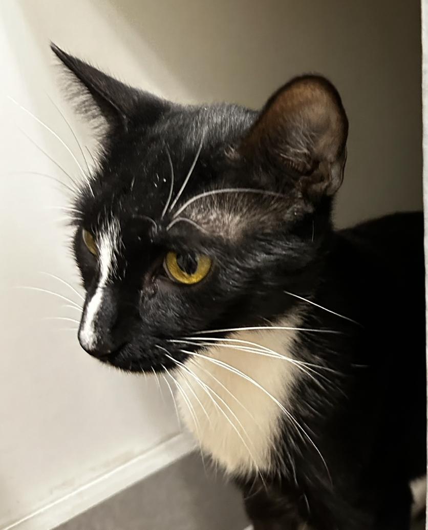 Enlarge Twilight, a Adoptable Domestic Short Hair in Prosper, TX image 1/3