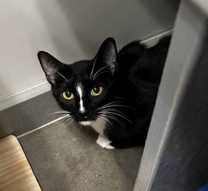 Enlarge Twilight, a Adoptable Domestic Short Hair in Prosper, TX image 2/3