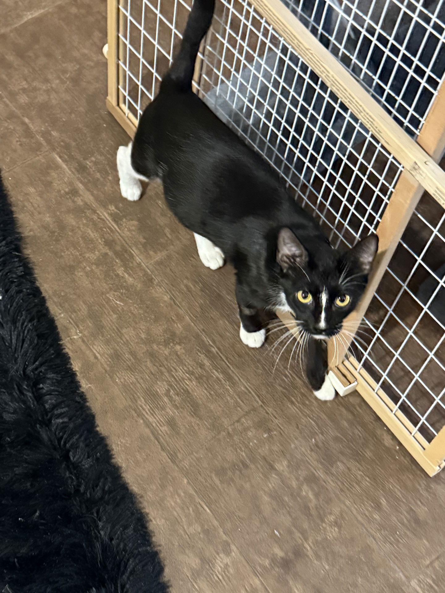 Enlarge Twilight, a Adoptable Domestic Short Hair in Prosper, TX image 3/3