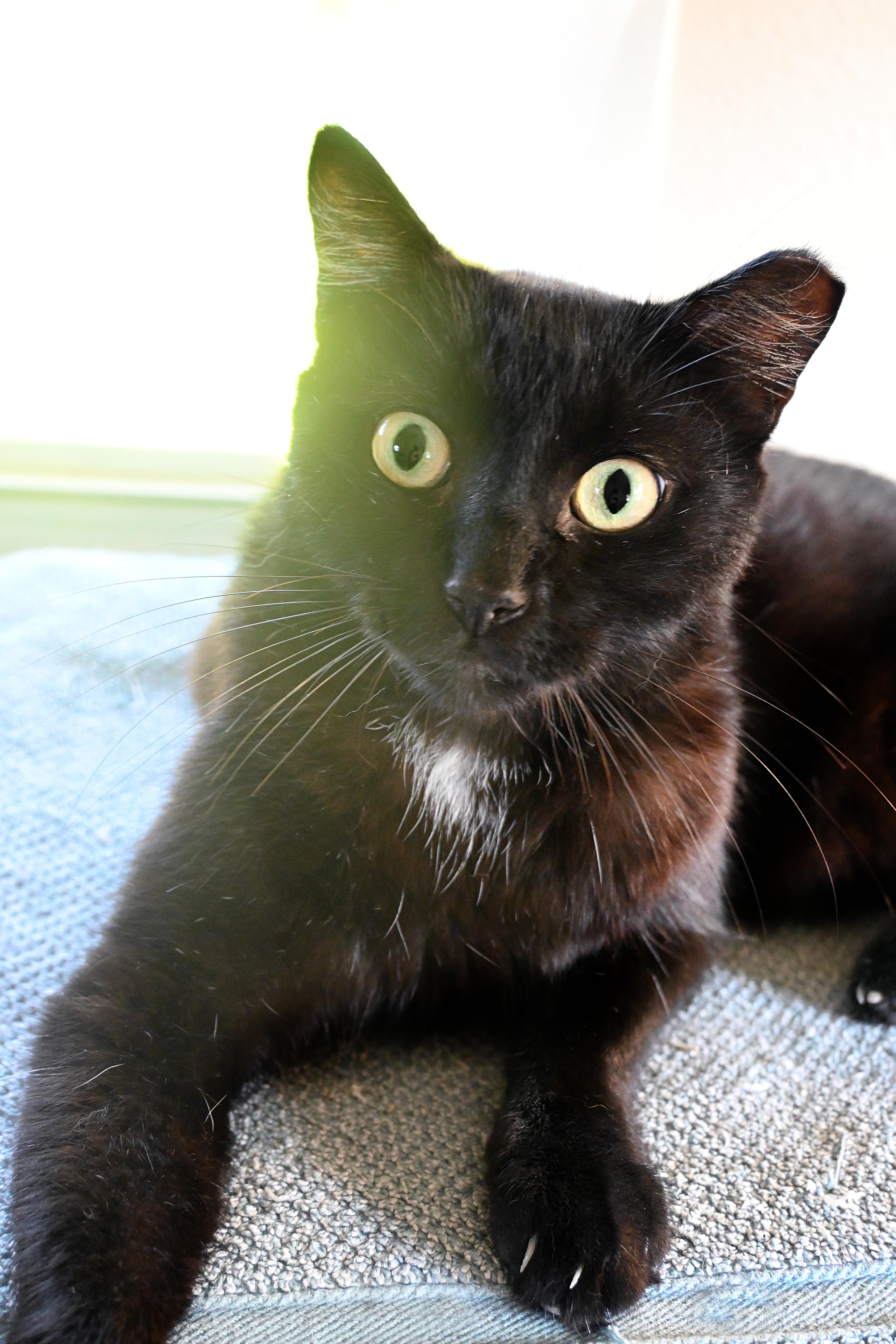 Knight-Knight, Adoptable, Adult Female Domestic Short Hair.