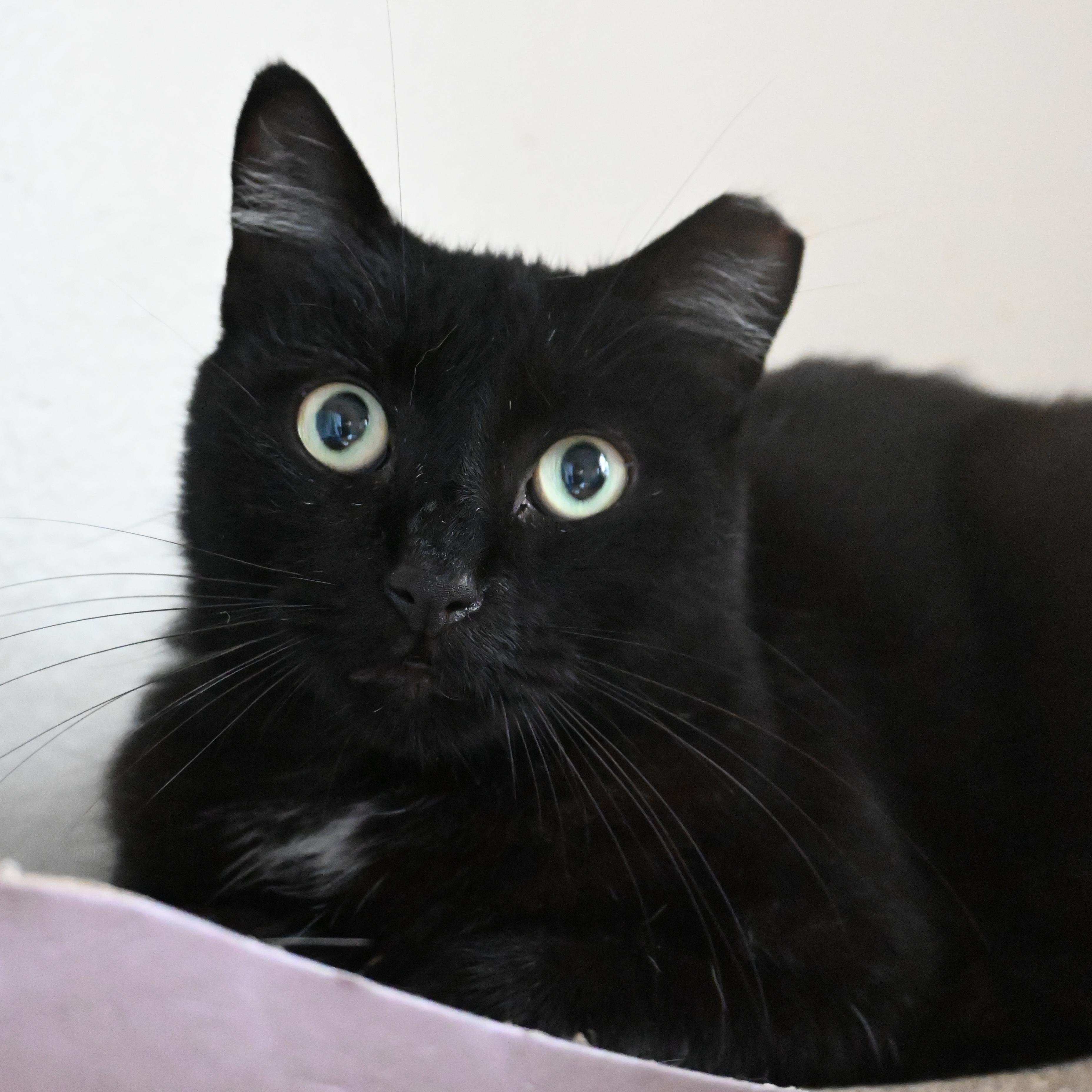 Enlarge Knight-Knight, a Adoptable Domestic Short Hair in Orlando, FL image 6/6