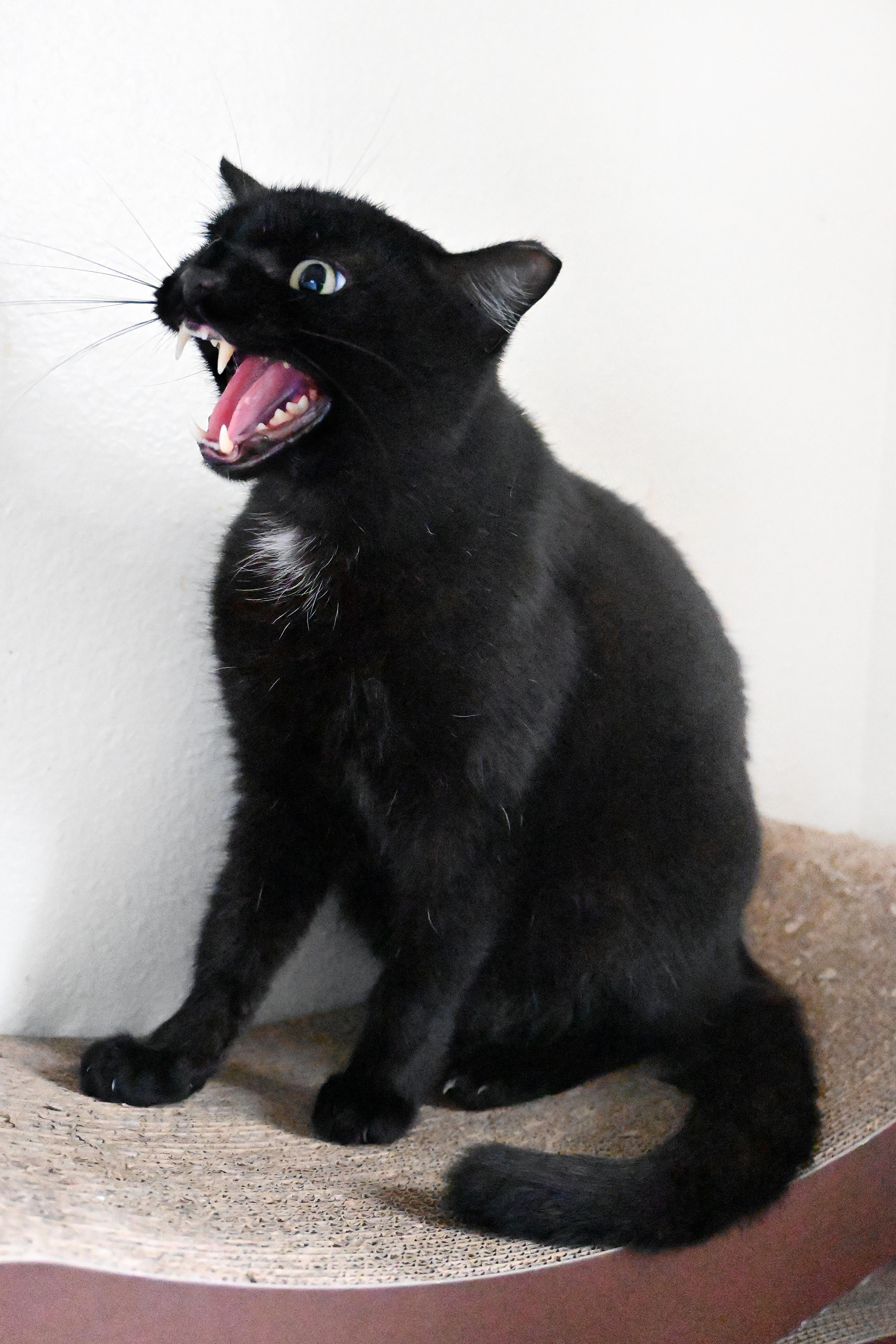 Enlarge Knight-Knight, a Adoptable Domestic Short Hair in Orlando, FL image 5/6