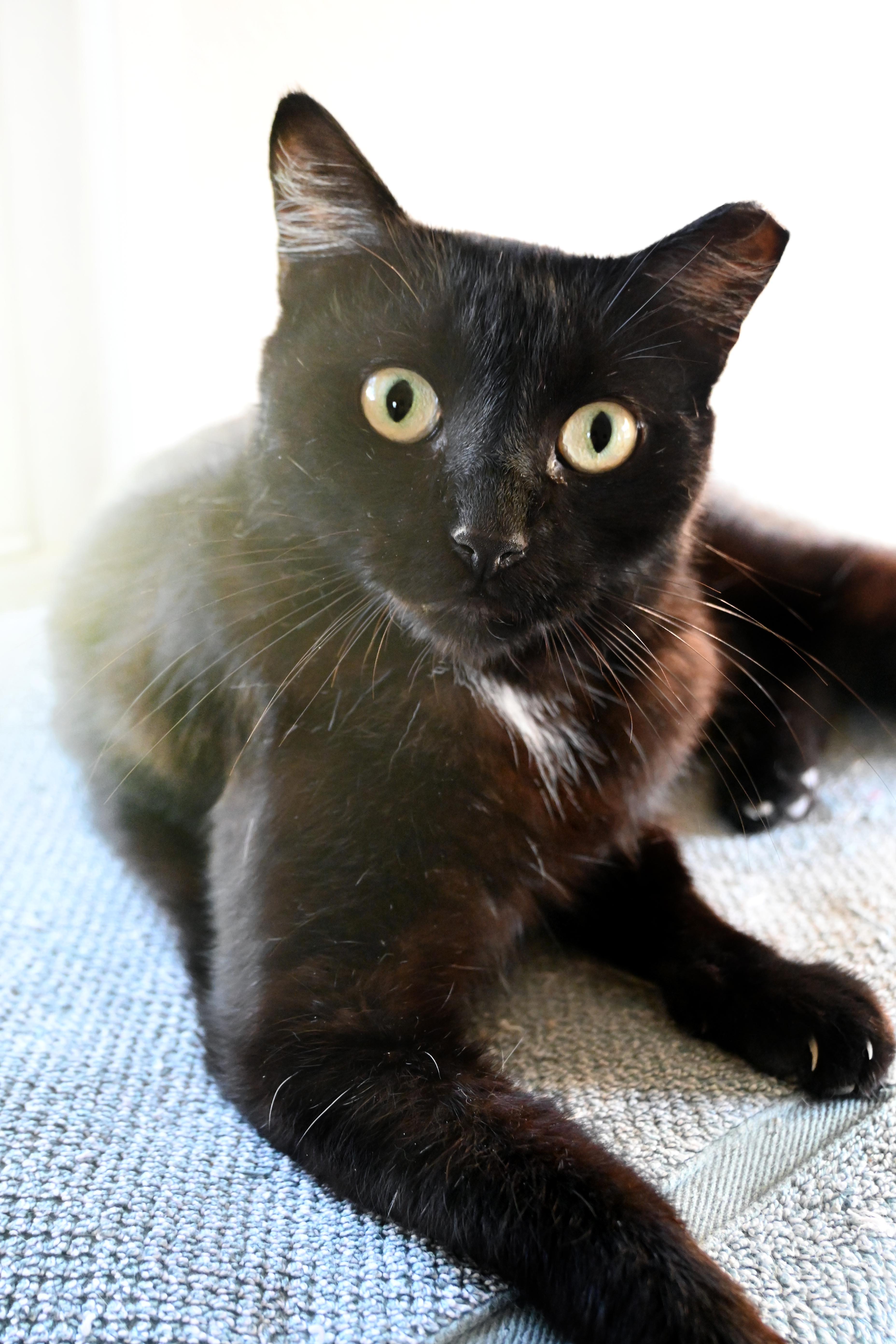 Enlarge Knight-Knight, a Adoptable Domestic Short Hair in Orlando, FL image 3/6