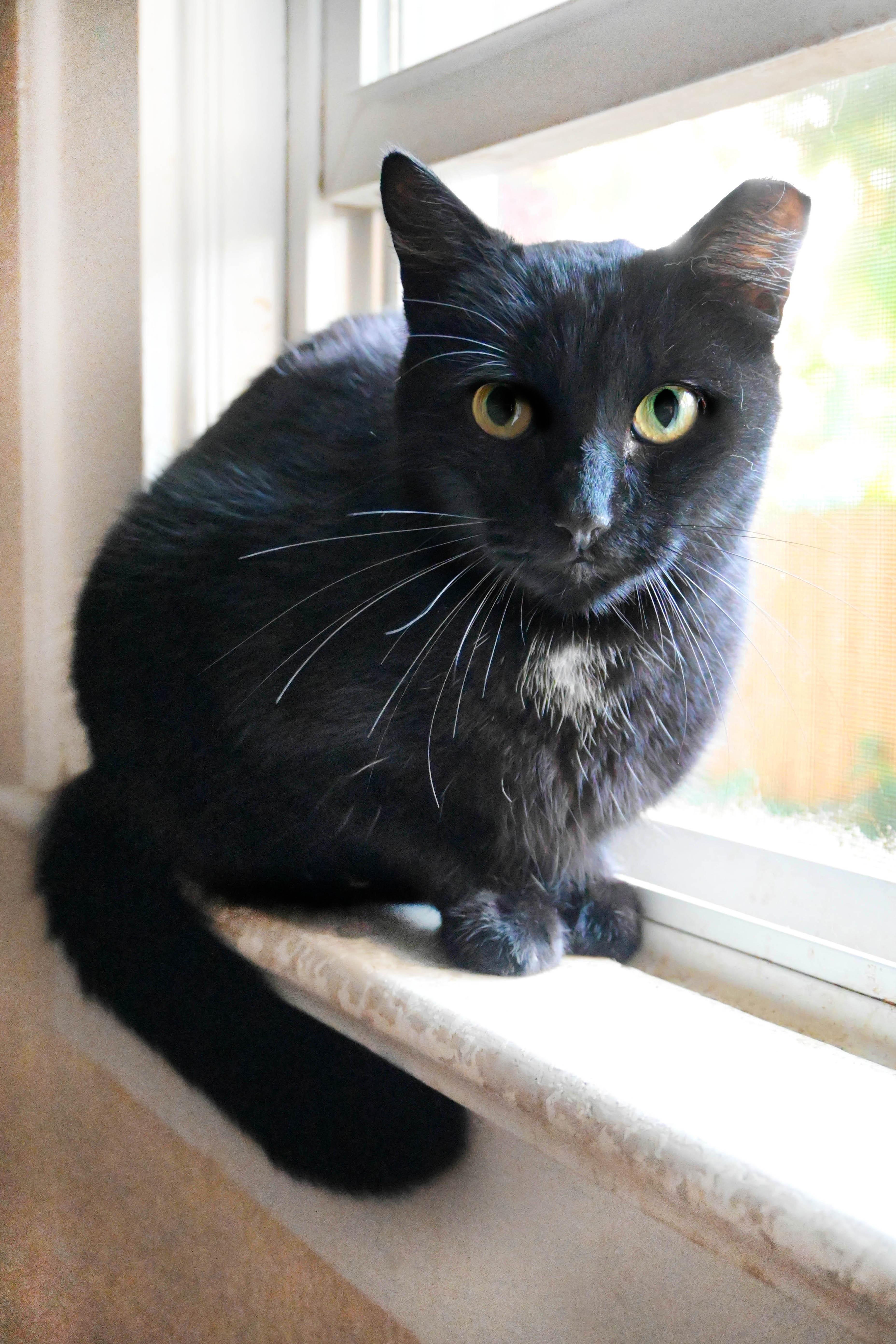 Enlarge Knight-Knight, a Adoptable Domestic Short Hair in Orlando, FL image 4/6