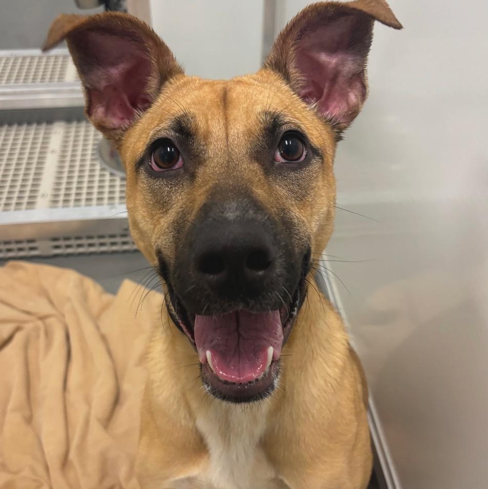 Enlarge Crimson, a Adoptable mixed breed in Chicago, IL image 2/2