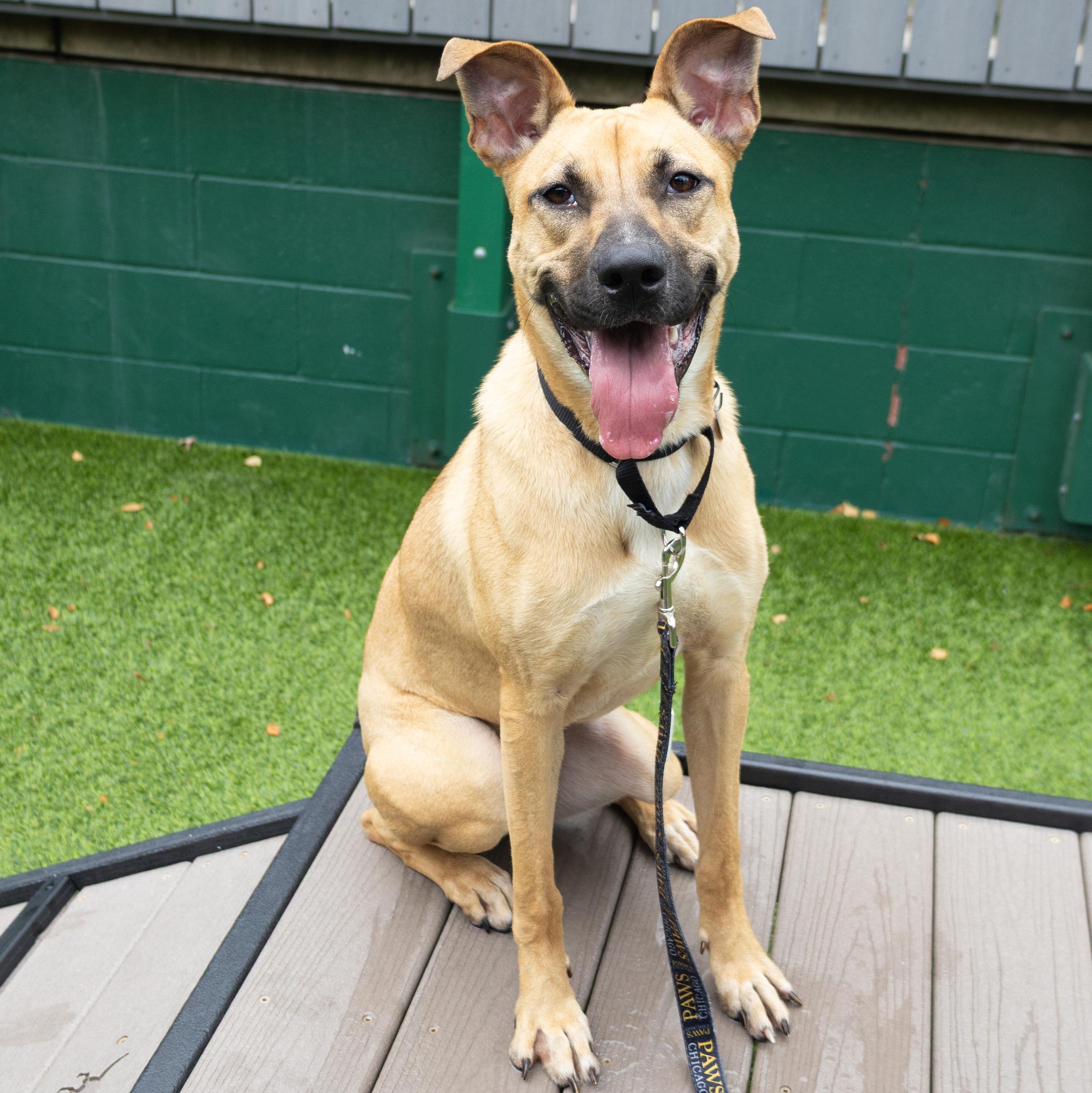 Enlarge Crimson, a Adoptable mixed breed in Chicago, IL image 1/2