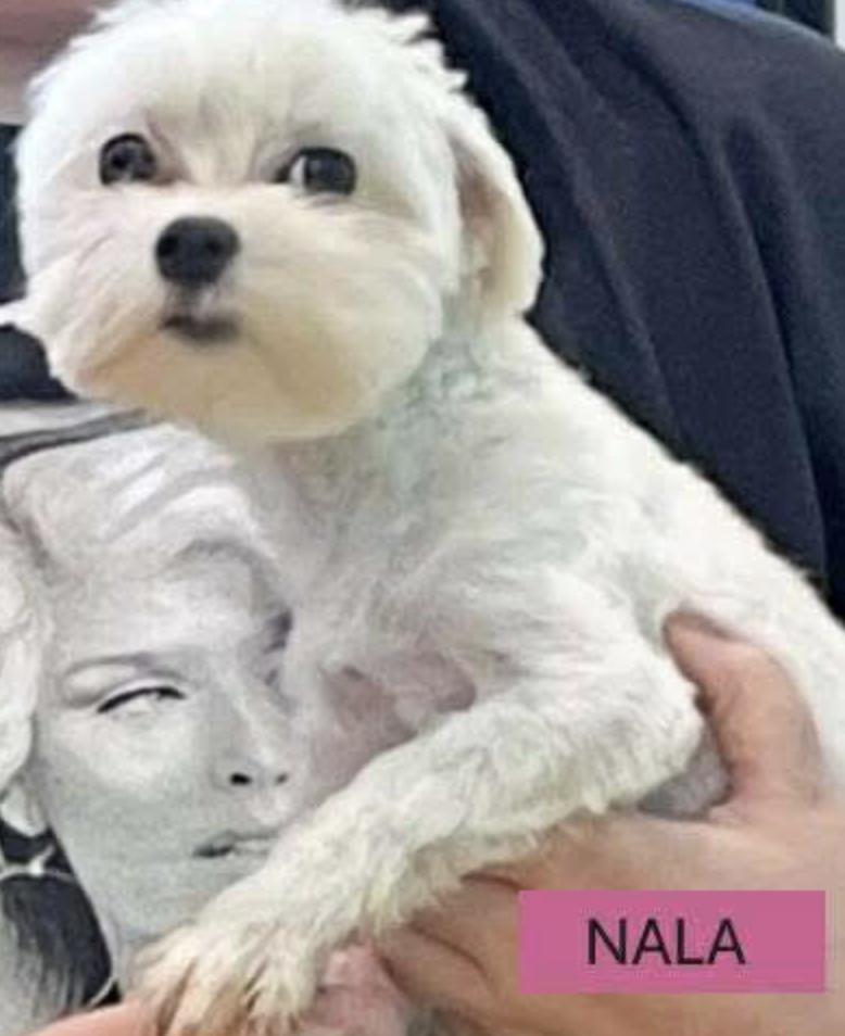 Meet Nala an 11 month old 6 pound wonderful Maltese mix She is friendly and gets along with othe