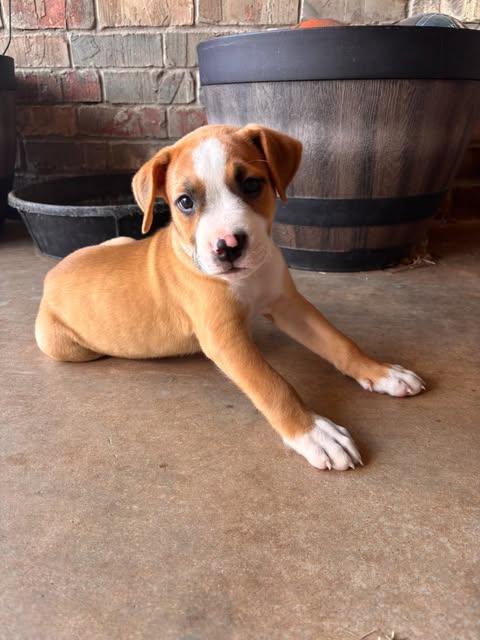 Enlarge Diggs, a Adopted mixed breed in Wichita Falls, TX image 1/1