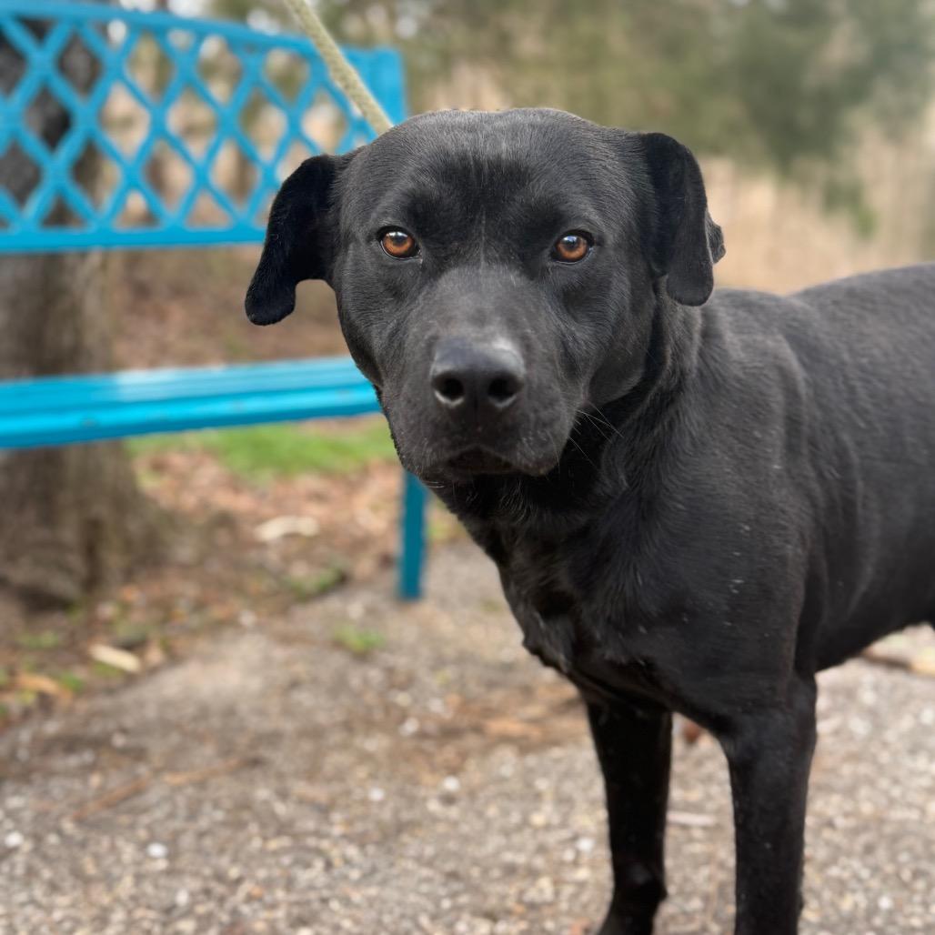 Shady, Adoptable, Adult Male Black Labrador Retriever.
