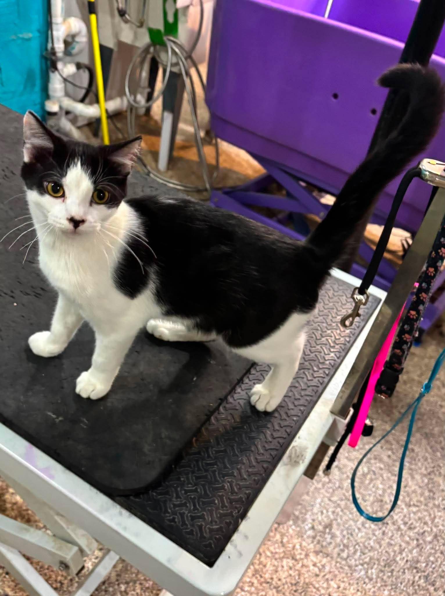 Enlarge Dr. Seuss, a Adopted Domestic Short Hair in Sioux Falls, SD image 2/3