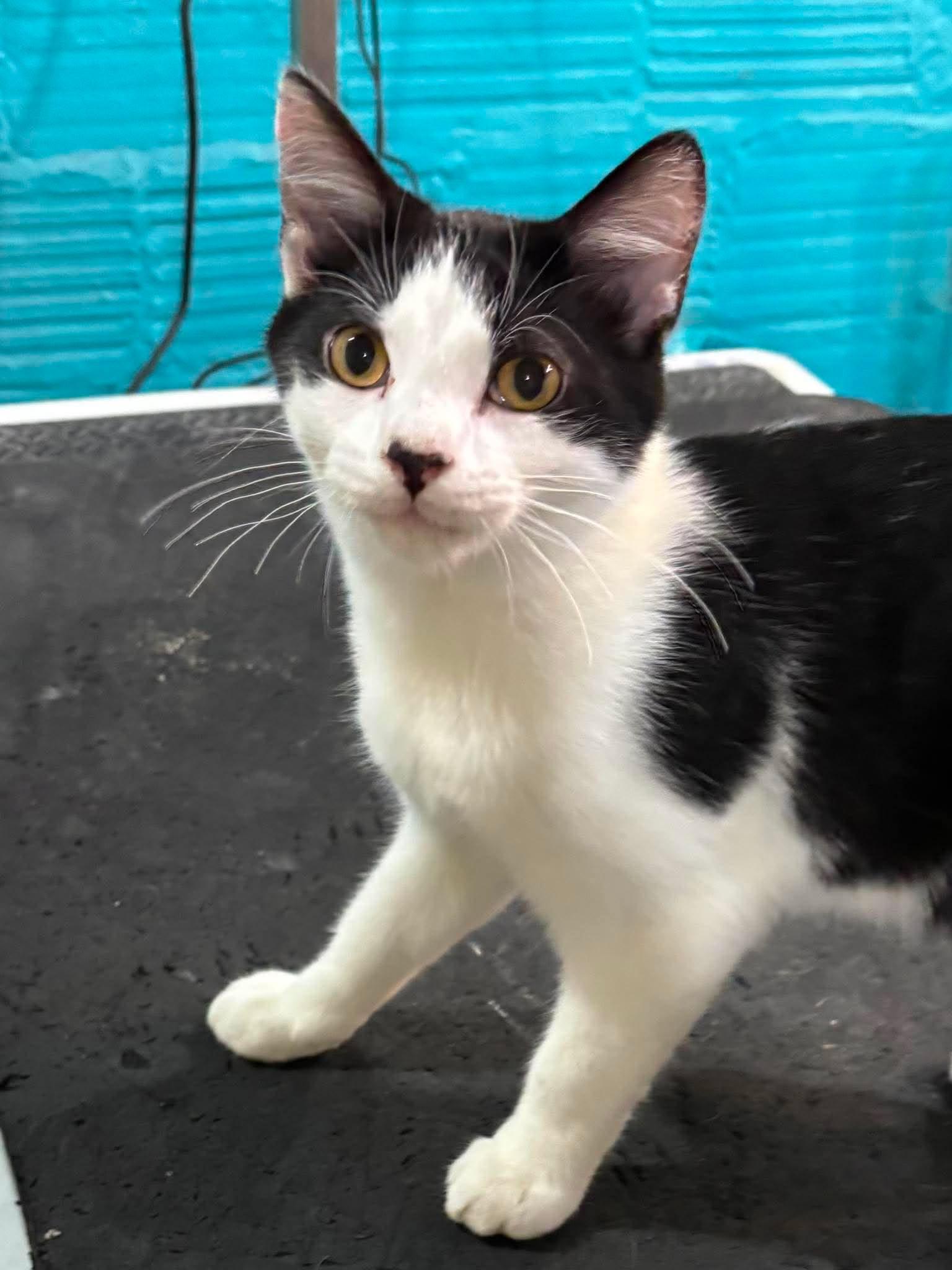Dr. Seuss, Adopted, Kitten Male Domestic Short Hair.