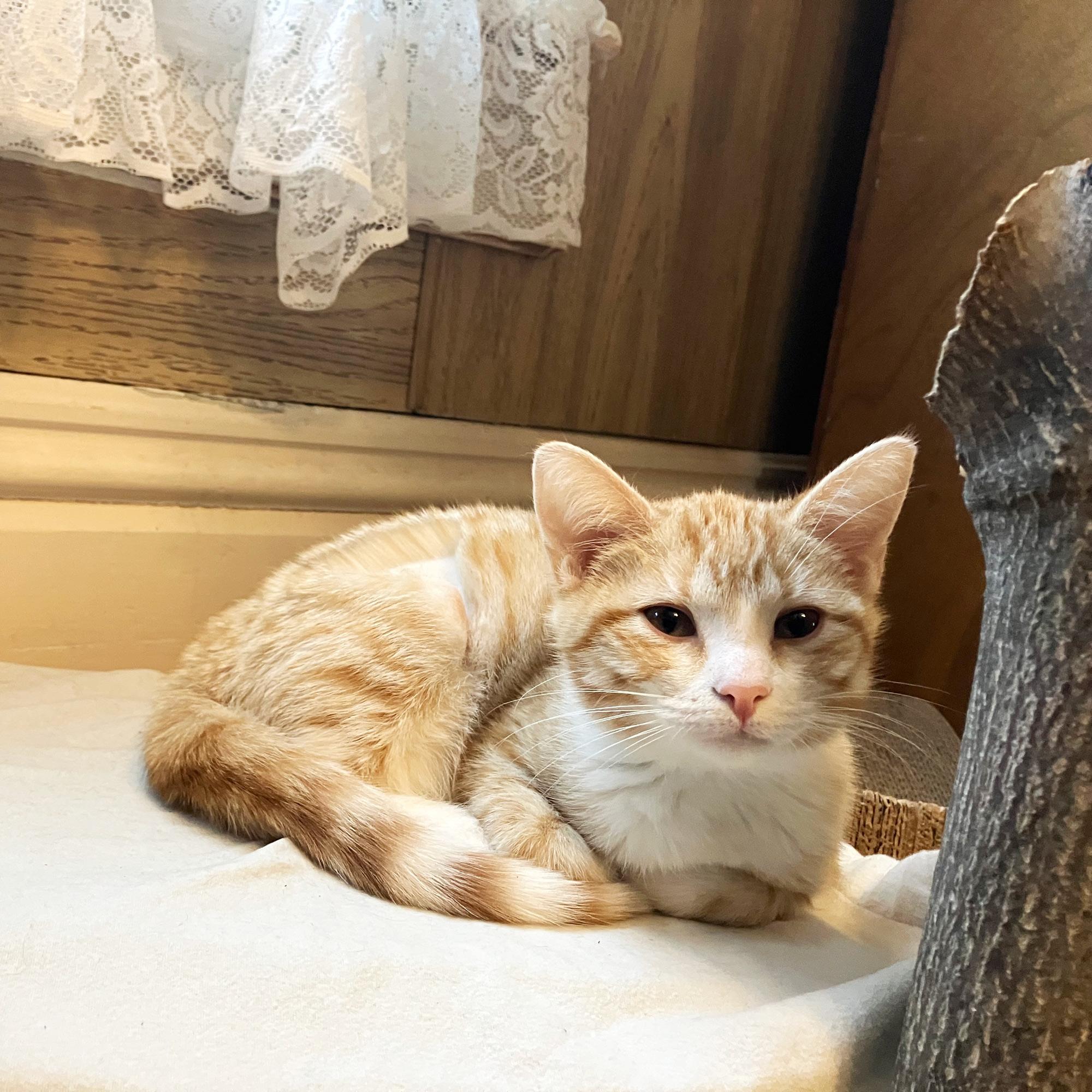 Hereswith Horchata, Adopted, Kitten Female Domestic Short Hair.