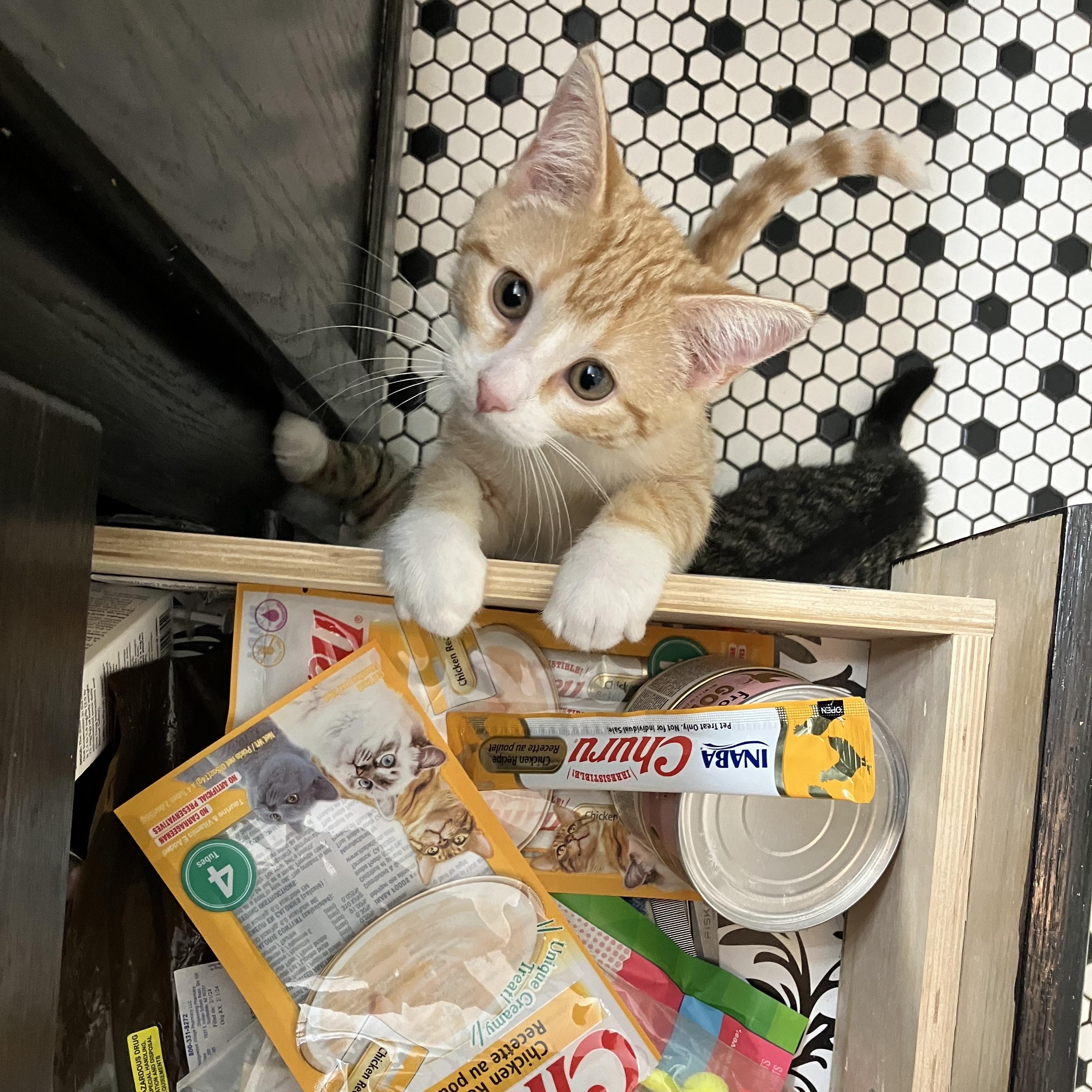 Enlarge Hereswith Horchata, a Adopted Domestic Short Hair in Madison, WI image 4/6