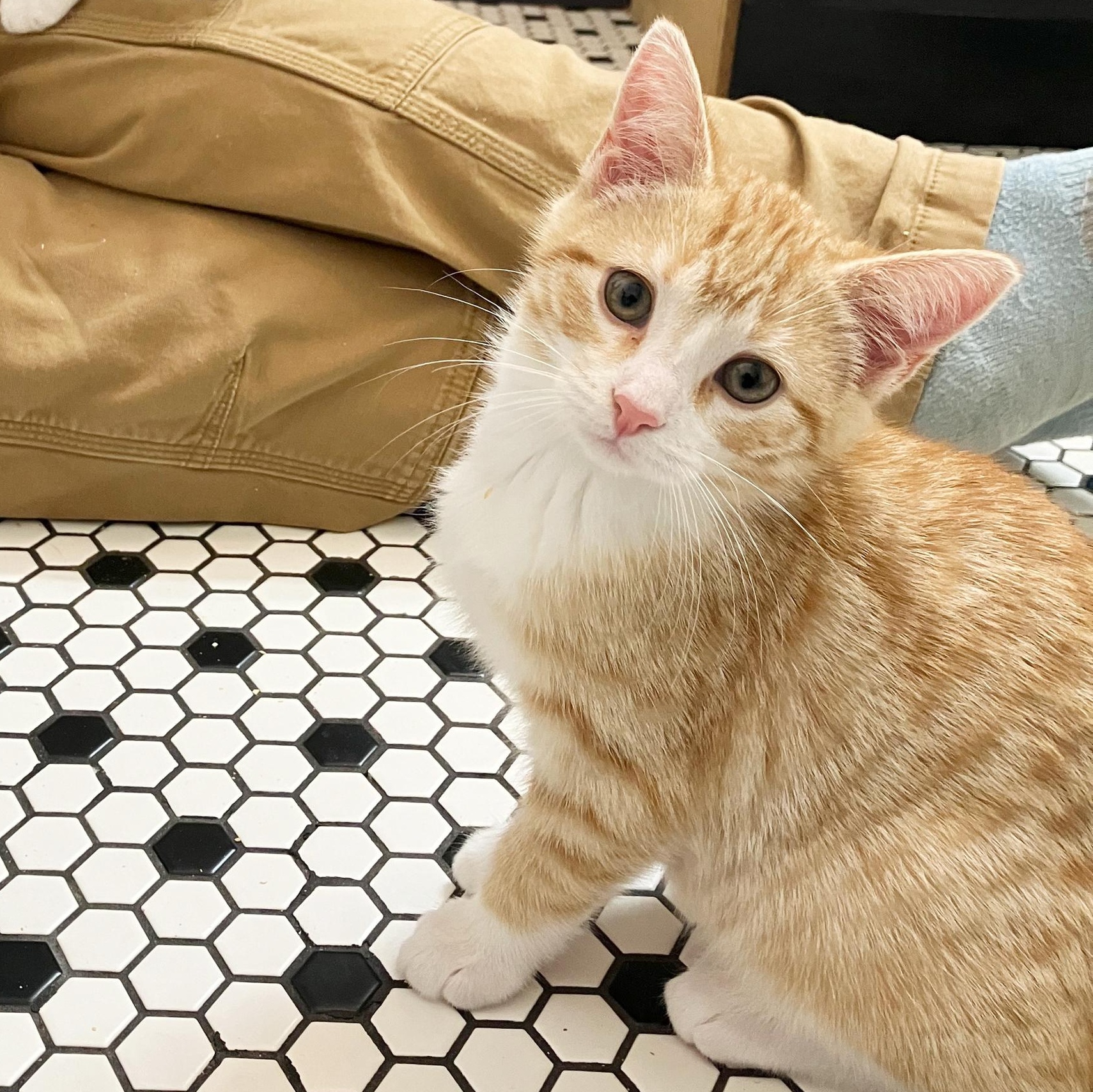 Enlarge Hereswith Horchata, a Adopted Domestic Short Hair in Madison, WI image 3/6