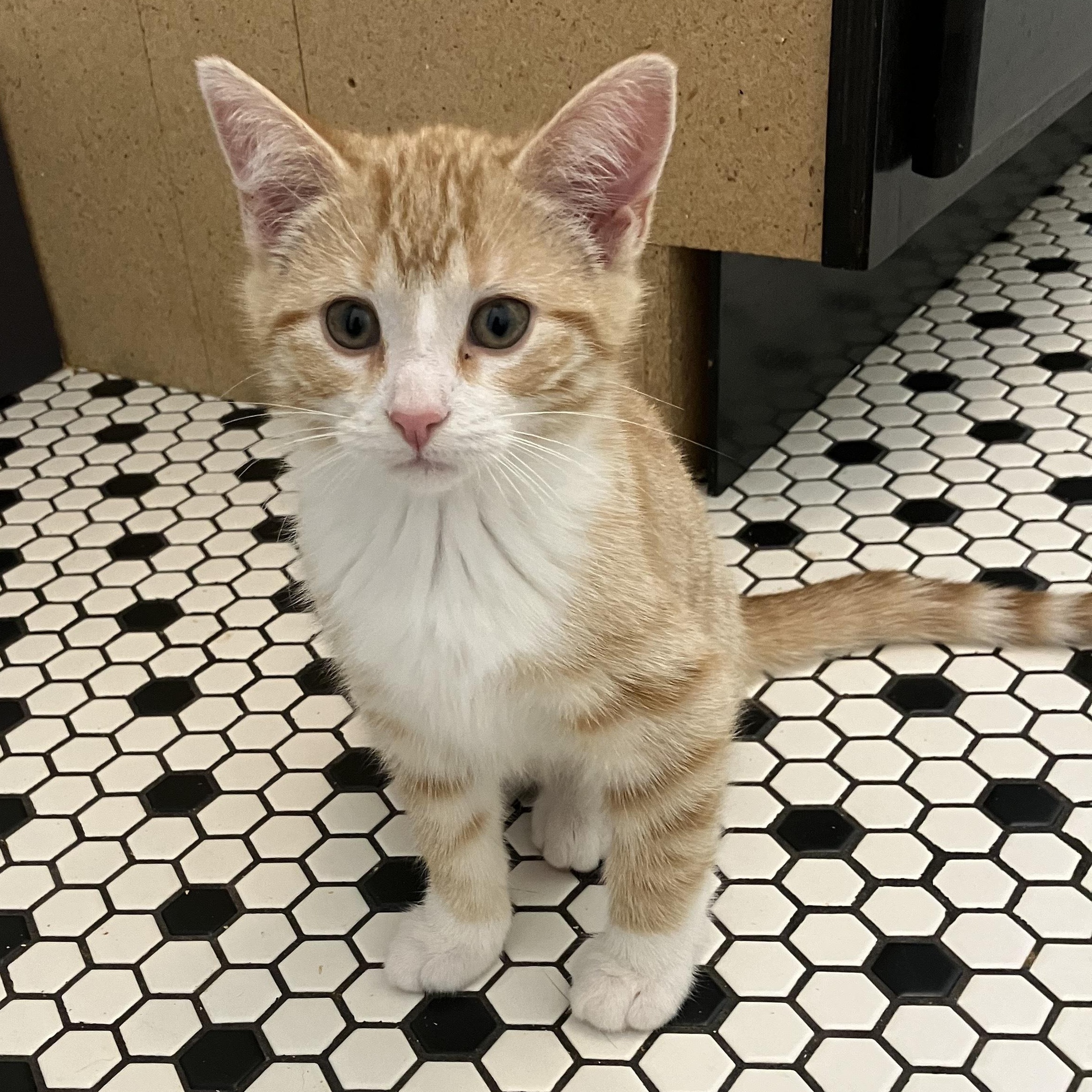 Enlarge Hereswith Horchata, a Adopted Domestic Short Hair in Madison, WI image 6/6