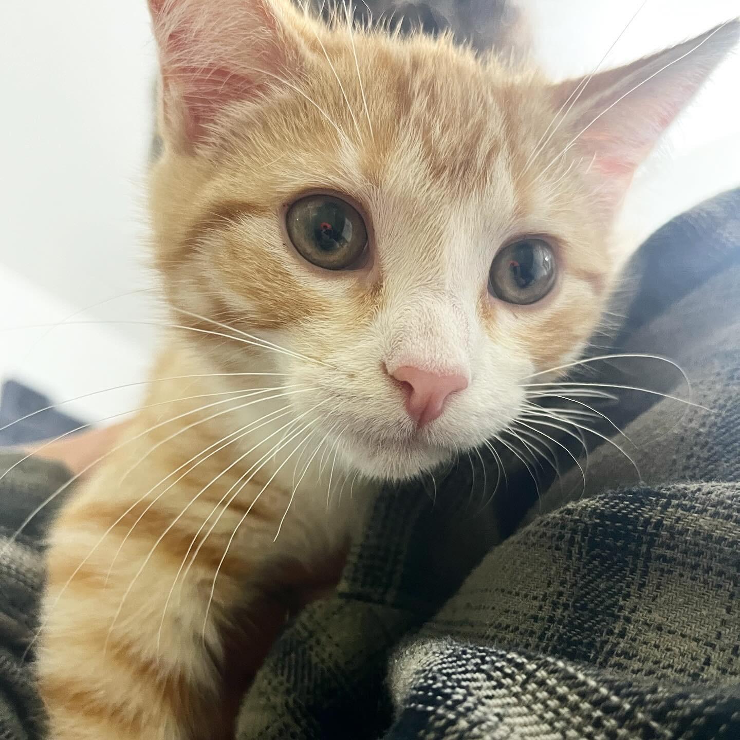 Enlarge Hereswith Horchata, a Adopted Domestic Short Hair in Madison, WI image 5/6