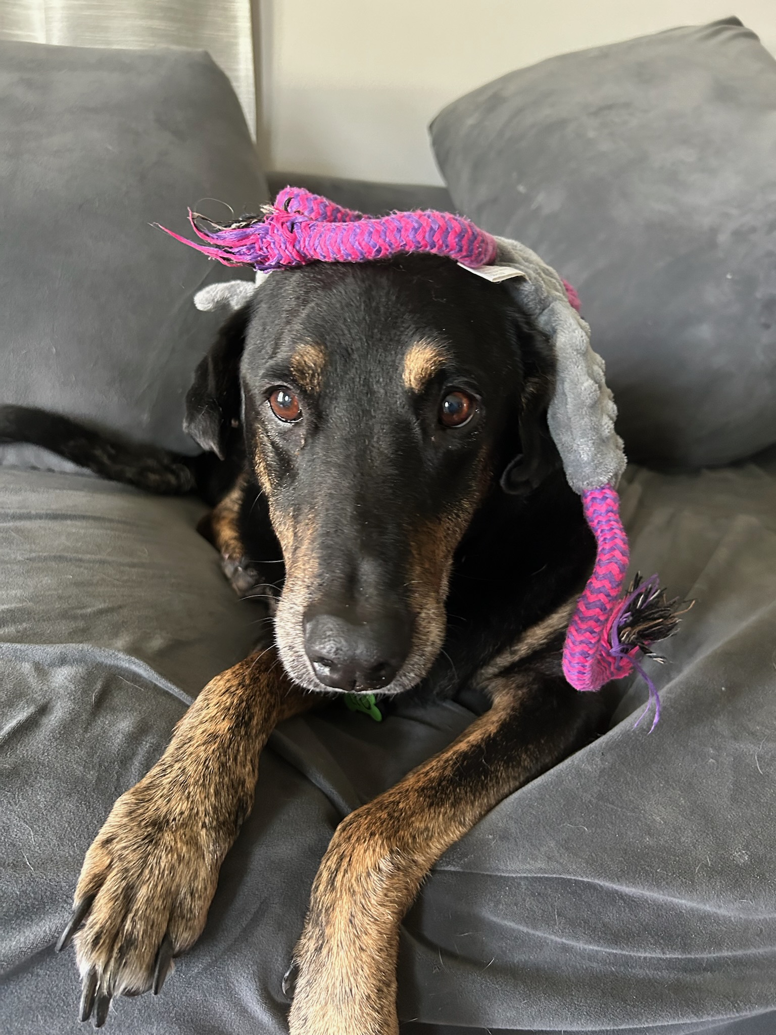 Enlarge Lovable Leo-- PRIORITY!!!!!, a Adoptable mixed breed in New Orleans, LA image 4/6