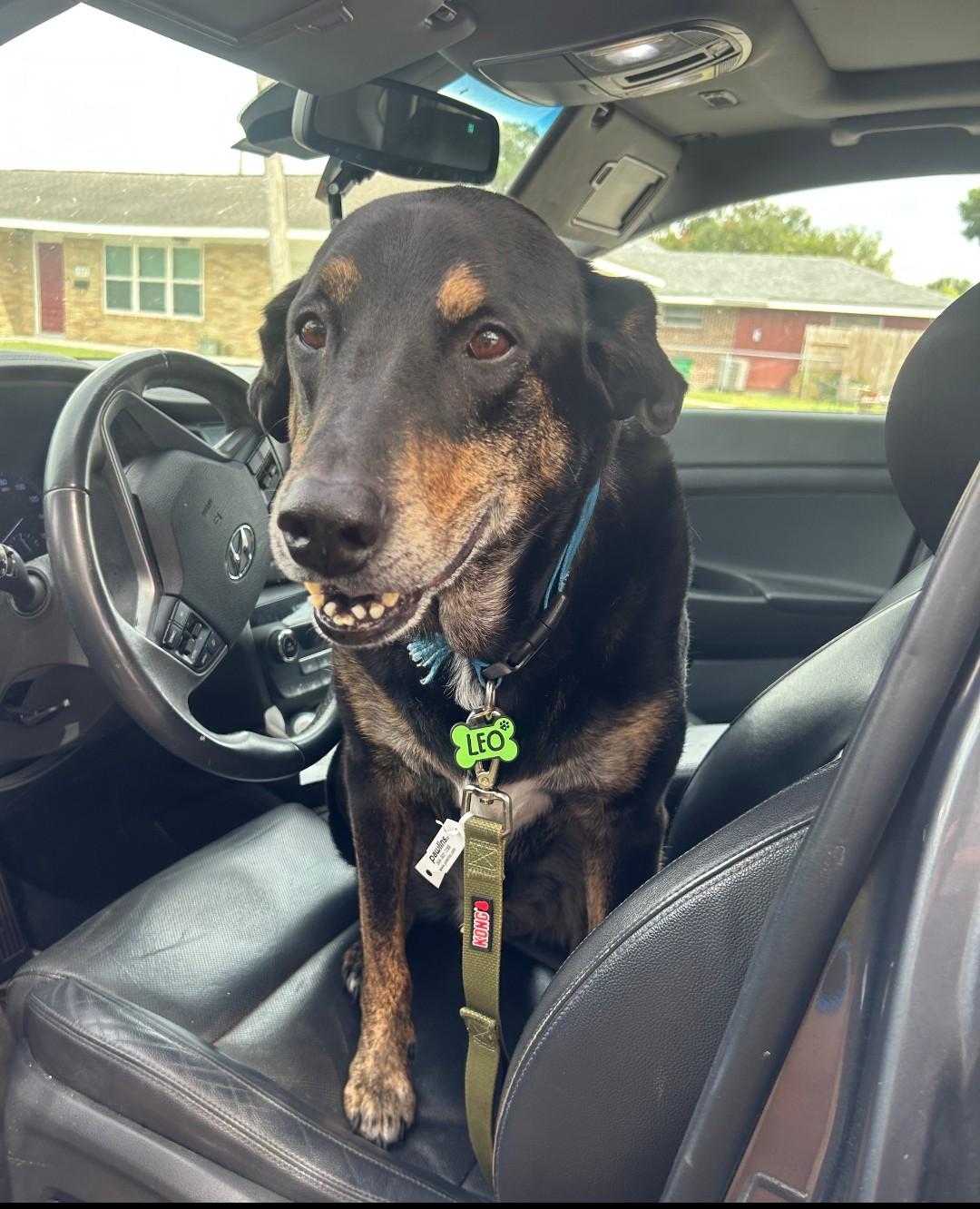 Enlarge Lovable Leo-- PRIORITY!!!!!, a Adoptable mixed breed in New Orleans, LA image 2/6