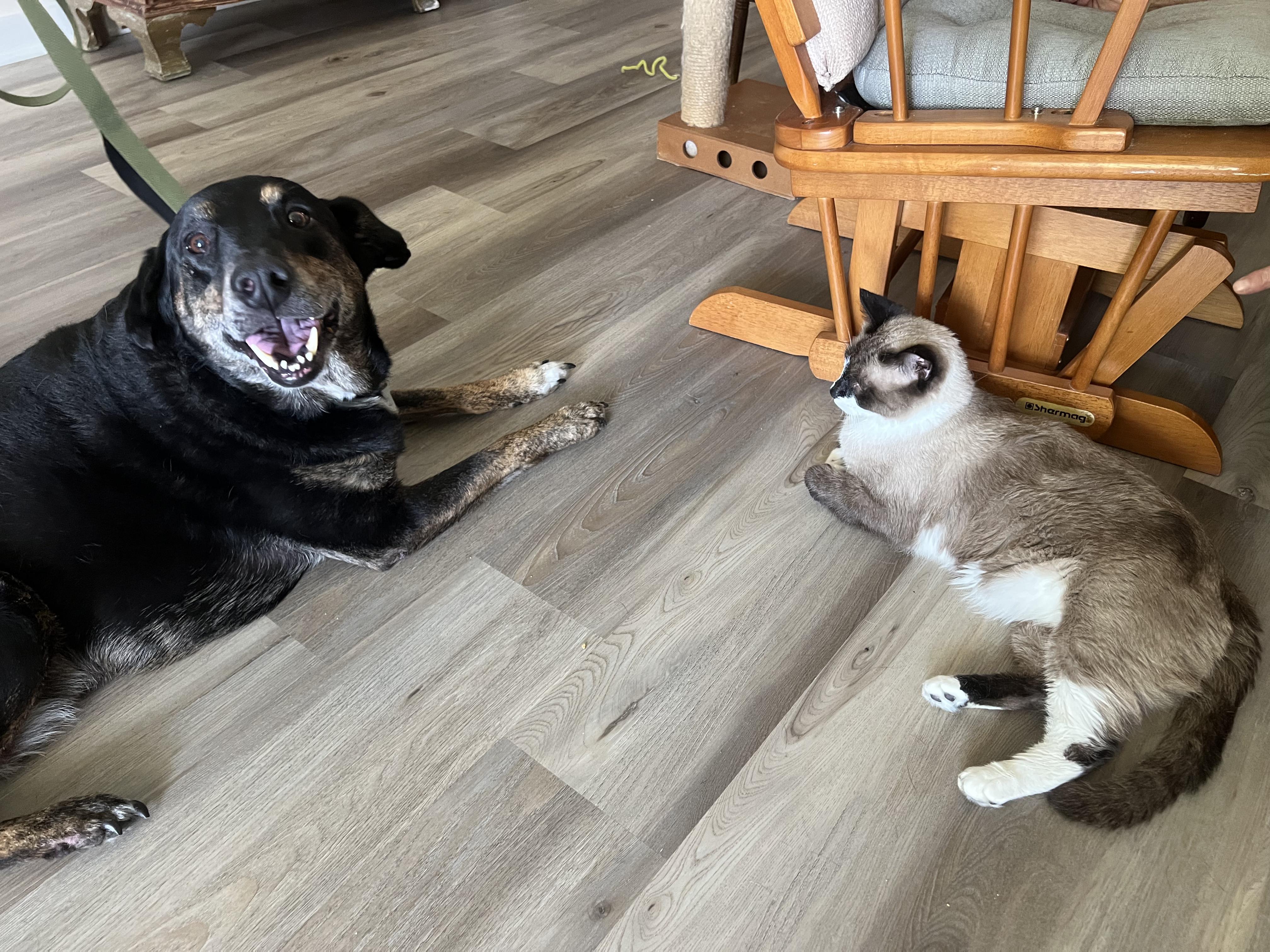 Enlarge Lovable Leo-- PRIORITY!!!!!, a Adoptable mixed breed in New Orleans, LA image 3/6