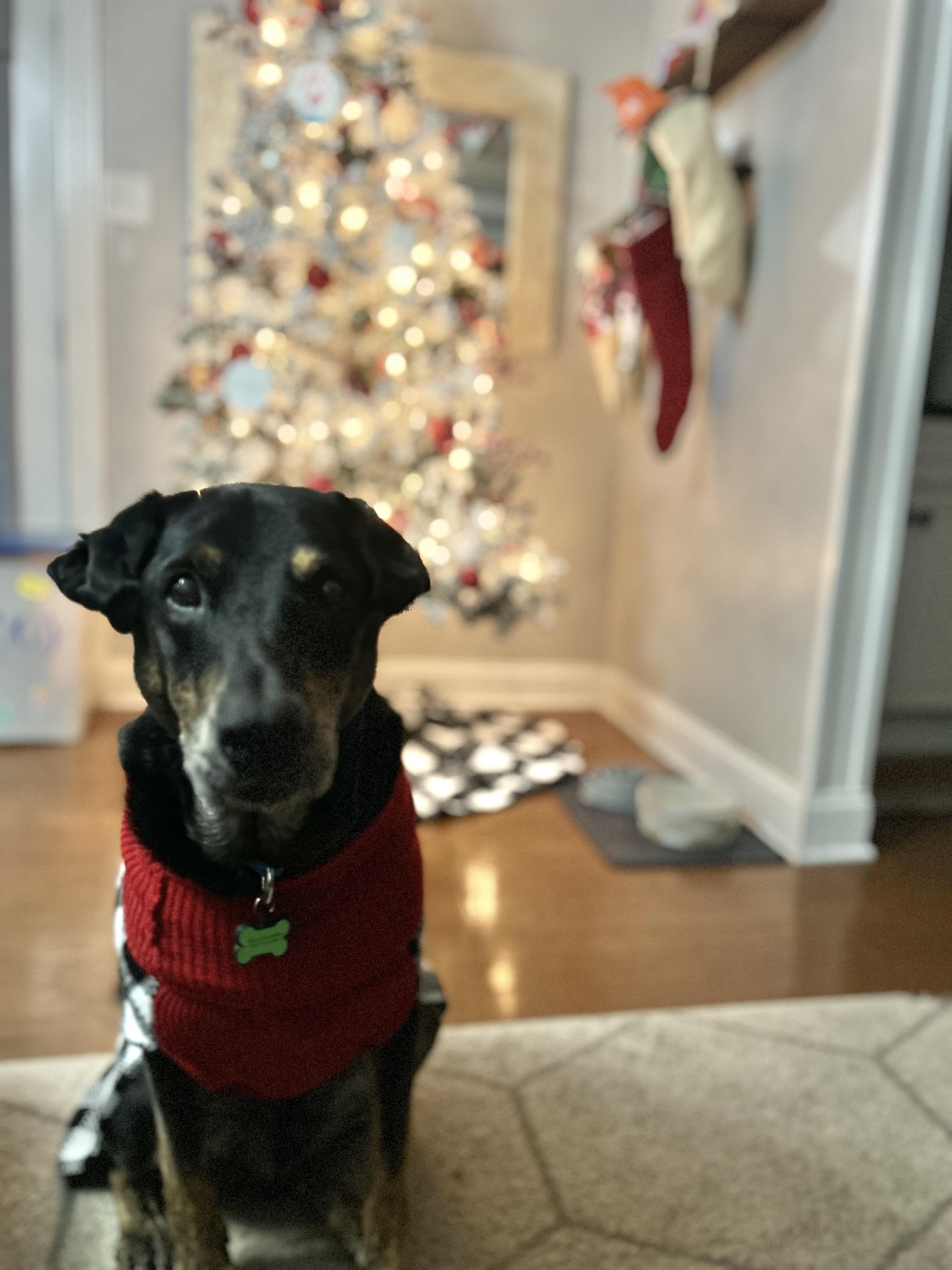 Lovable Leo-- PRIORITY!!!!!, Adoptable, Adult Male Catahoula Leopard Dog & Doberman Pinscher.