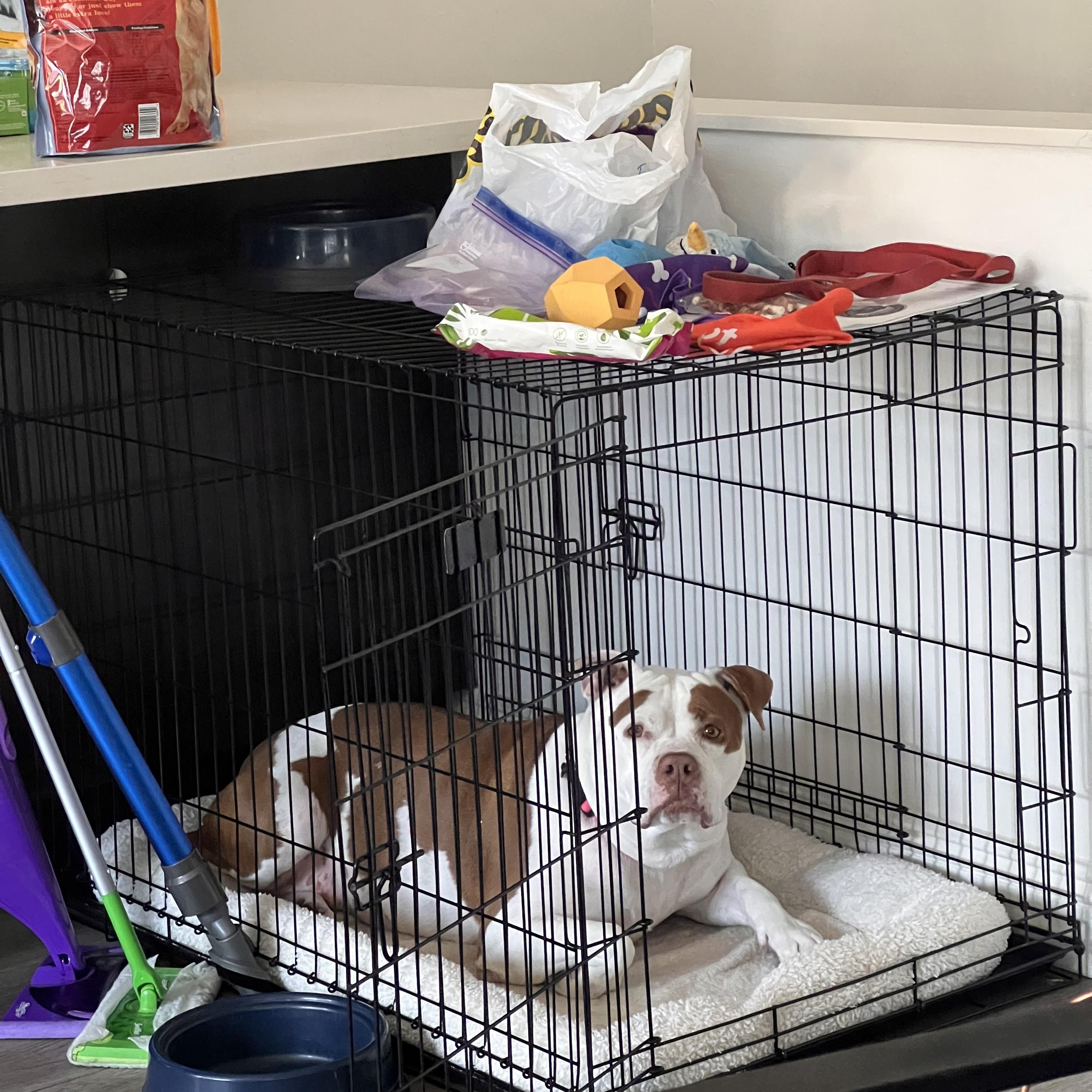 Enlarge Nala, a ADOPTABLE Pit Bull Terrier in Marina del Rey, CA image 5/6
