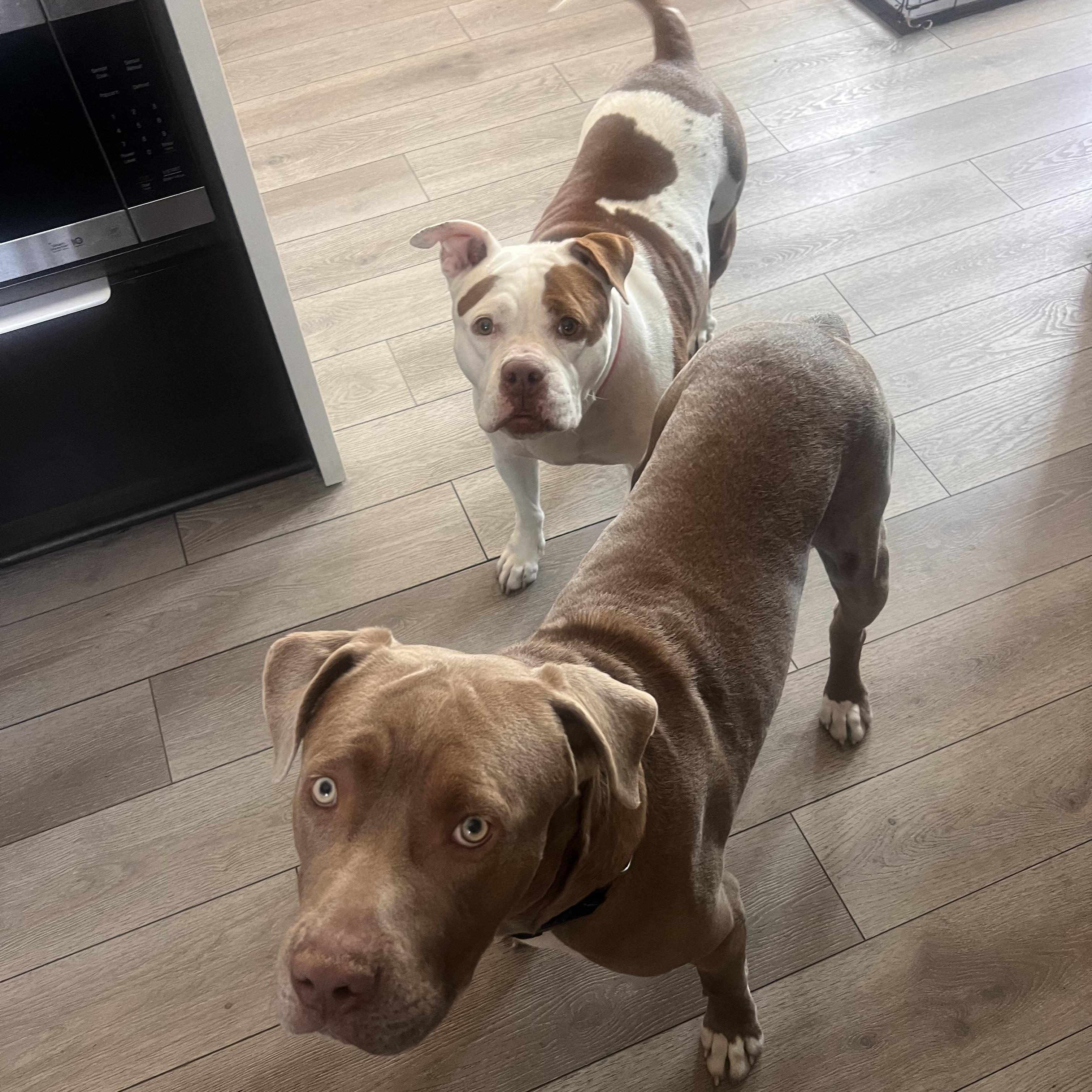 Enlarge Nala, a ADOPTABLE Pit Bull Terrier in Marina del Rey, CA image 3/6