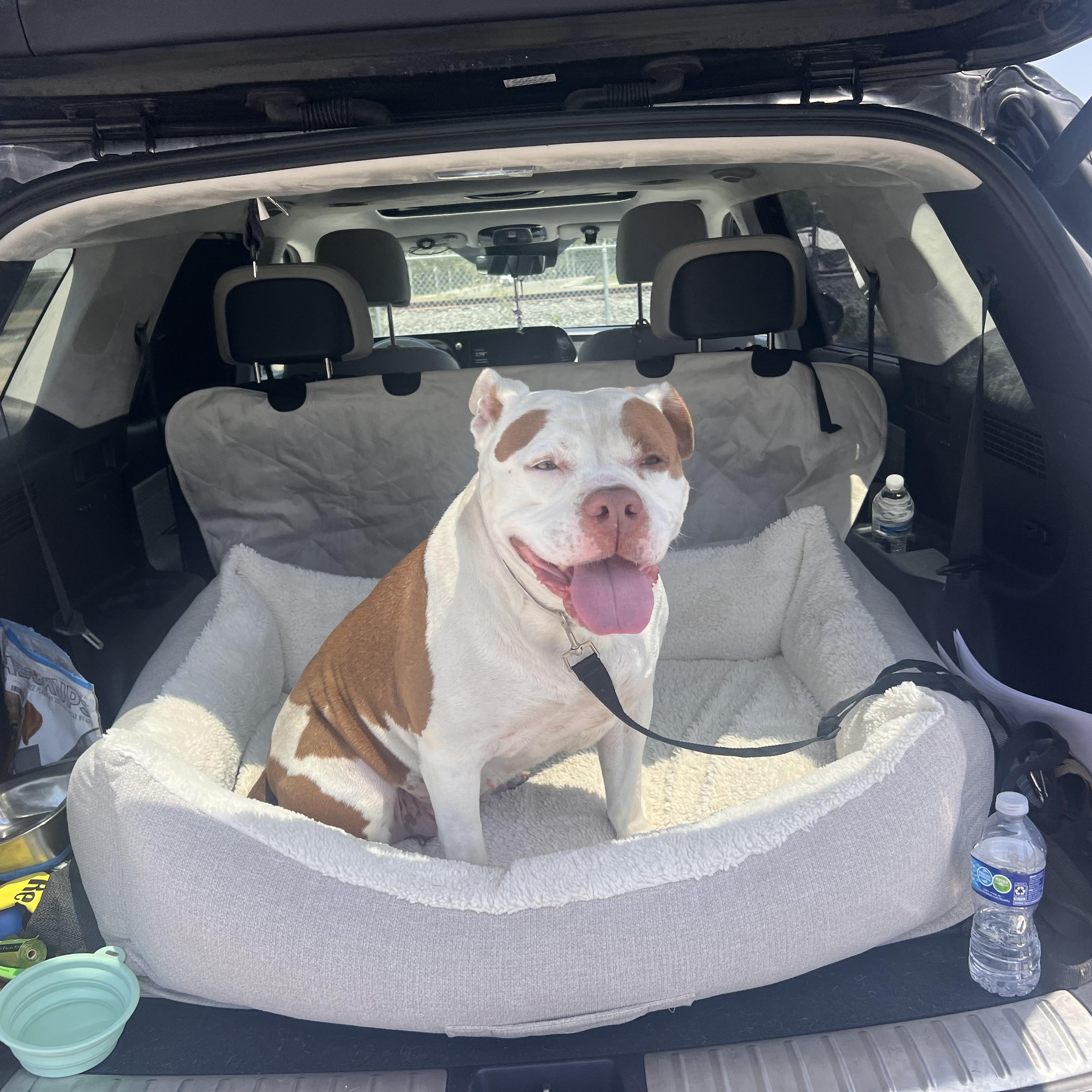 Enlarge Nala, a ADOPTABLE Pit Bull Terrier in Marina del Rey, CA image 2/6