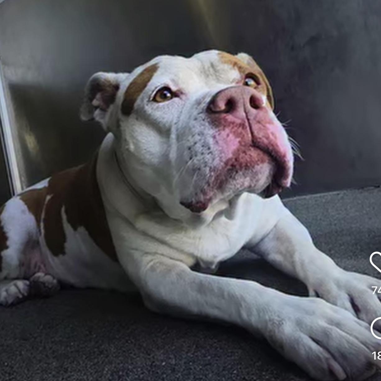 Enlarge Nala, a ADOPTABLE Pit Bull Terrier in Marina del Rey, CA image 1/6