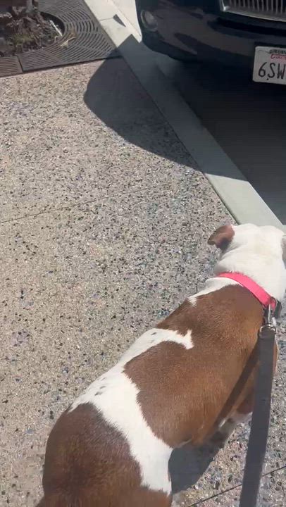 Enlarge Nala, a ADOPTABLE Pit Bull Terrier in Marina del Rey, CA video 4/6