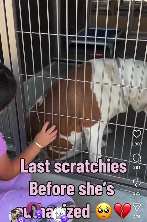 Enlarge Nala, a ADOPTABLE Pit Bull Terrier in Marina del Rey, CA video 6/6