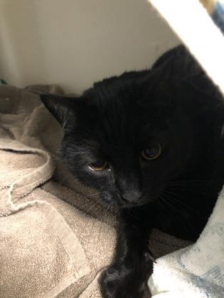 Mario (must be adopted with Loretta), Adoptable, Kitten Male Domestic Short Hair & Domestic Short Hair.