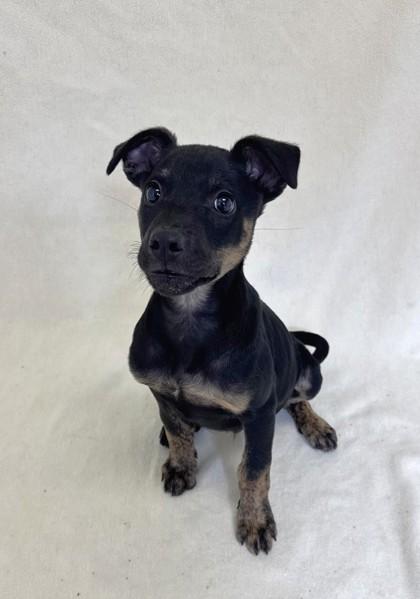 Enlarge Dillion, a Adoptable mixed breed in Buffalo, MN image 1/1