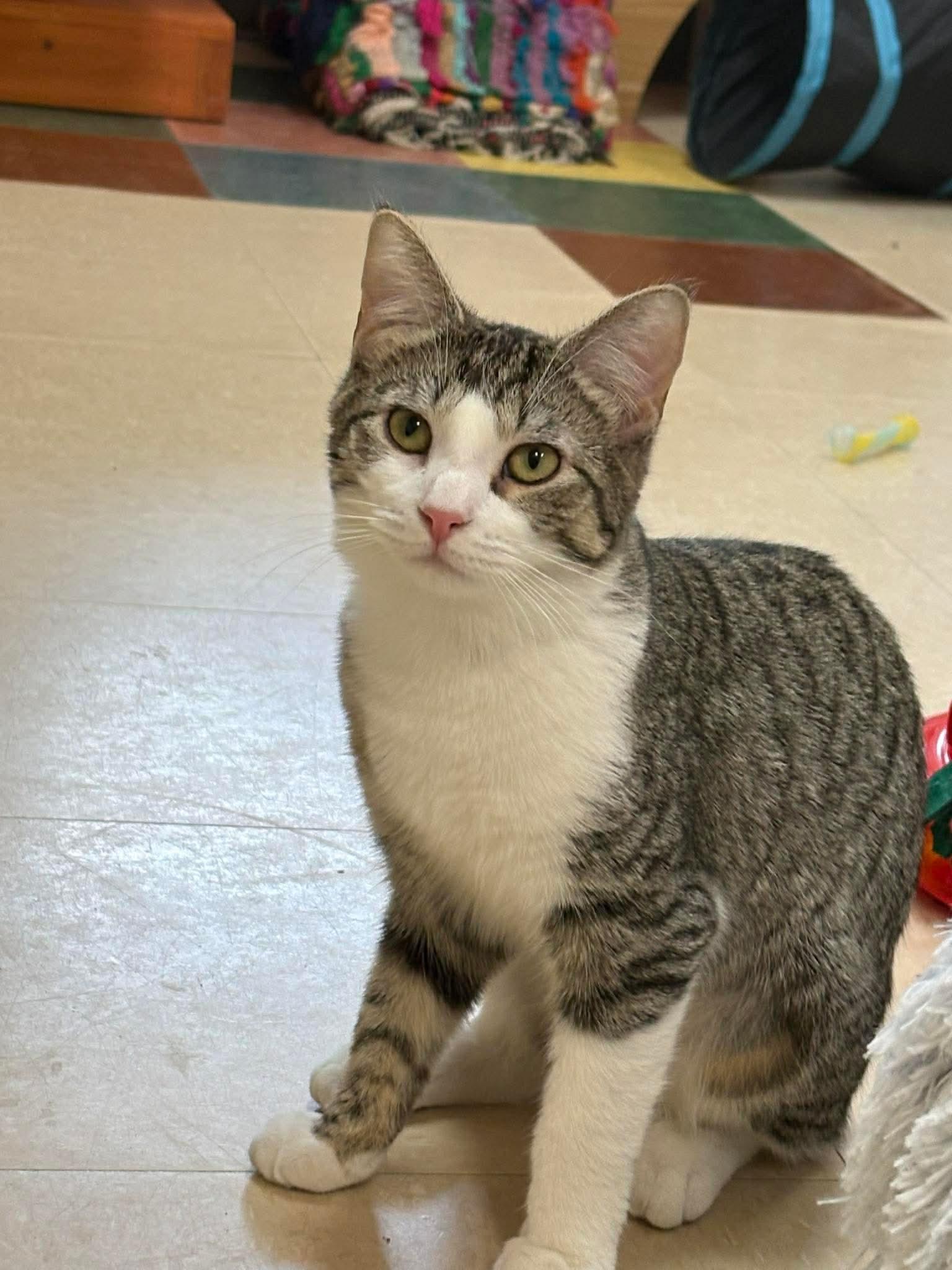 Dinah, ADOPTABLE, Young Female Domestic Short Hair.