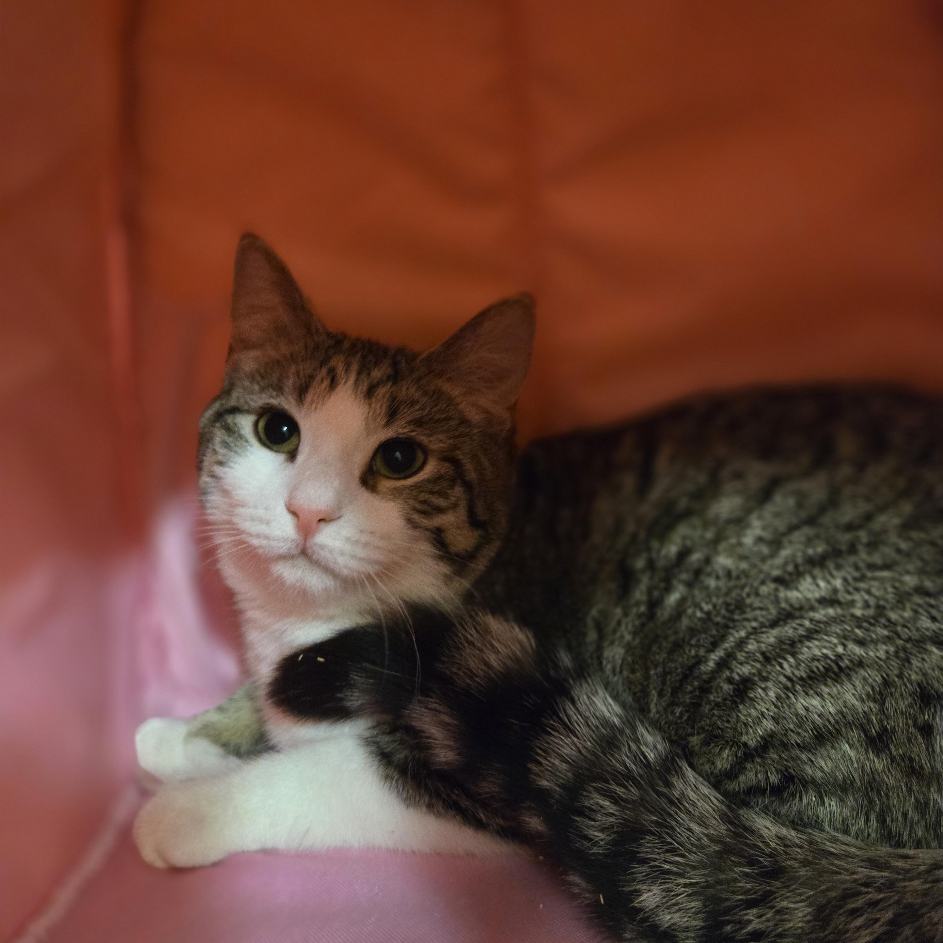 Enlarge Dinah, a ADOPTABLE Domestic Short Hair in Paris, ME image 1/2