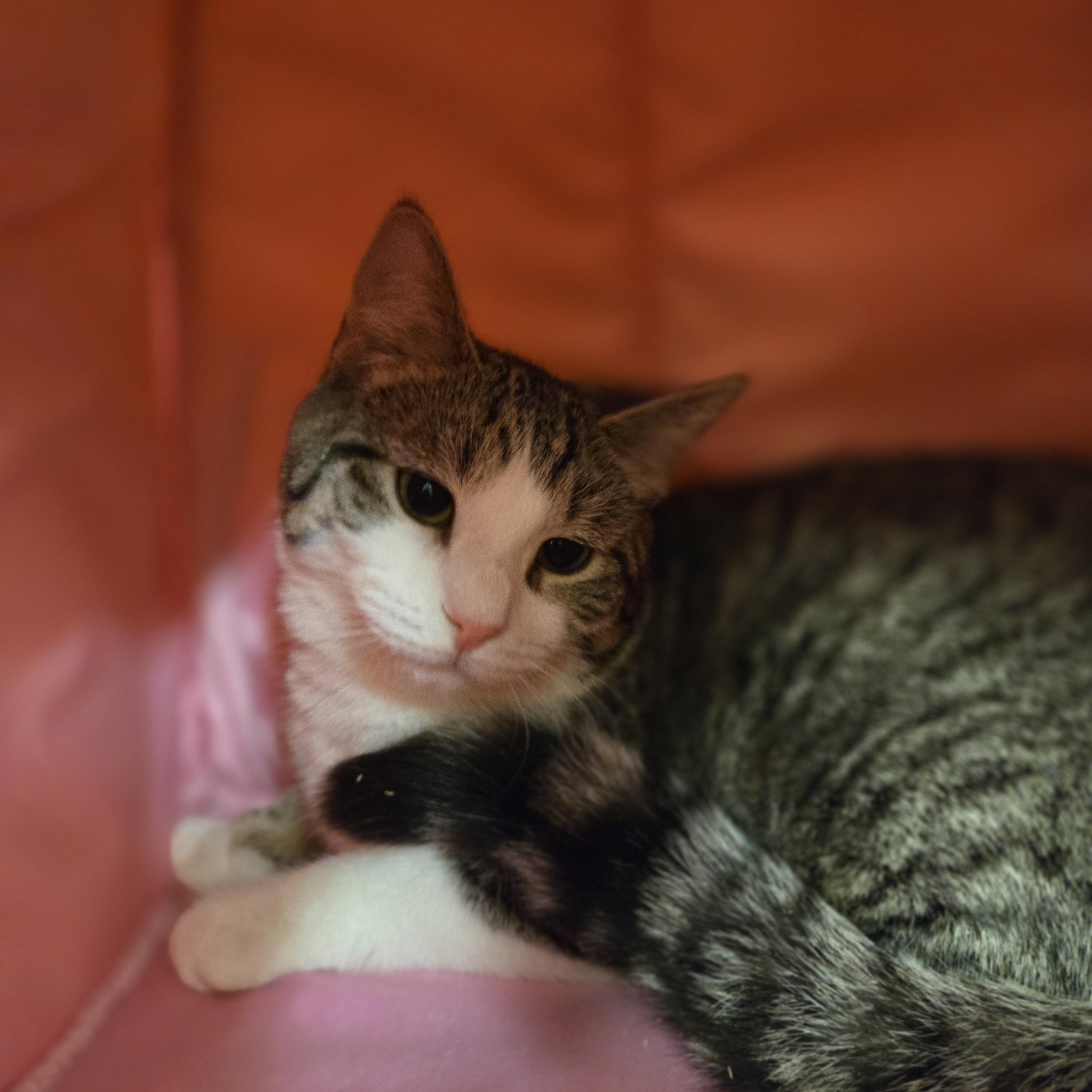 Enlarge Dinah, a ADOPTABLE Domestic Short Hair in Paris, ME image 2/2