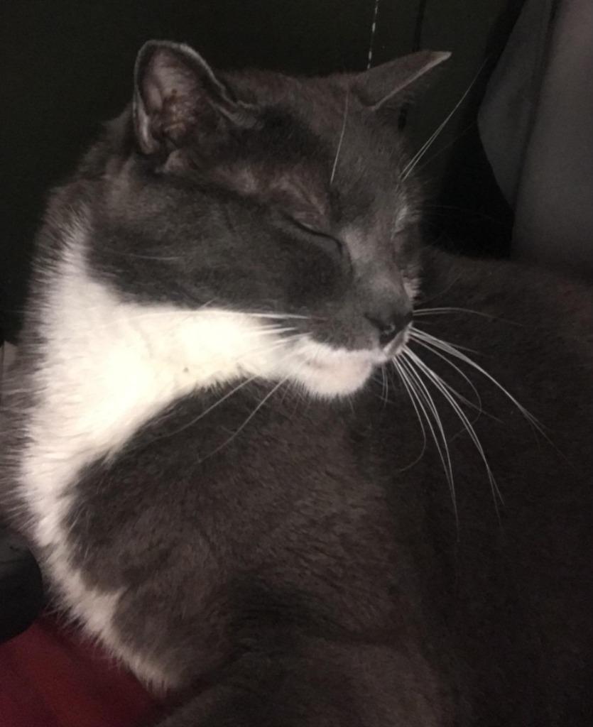 Fluffy, a Adopted mixed breed in Minot, ND image 1/3