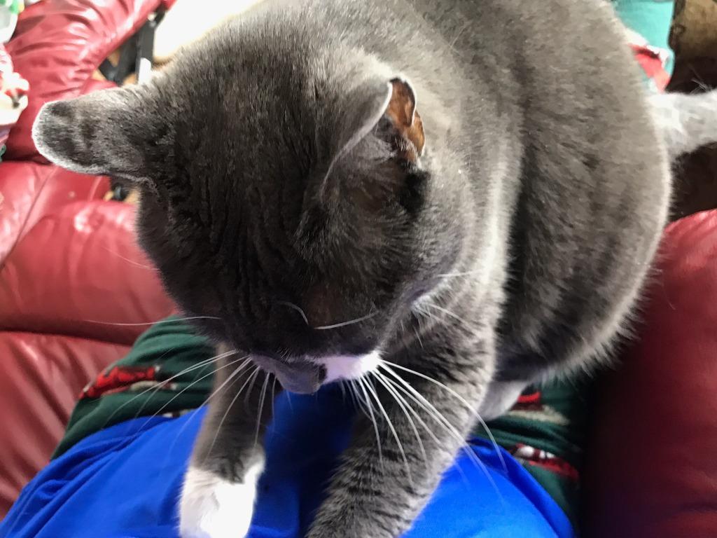 Fluffy, a Adopted mixed breed in Minot, ND image 2/3