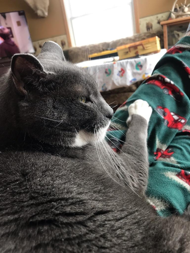 Fluffy, a Adopted mixed breed in Minot, ND image 3/3