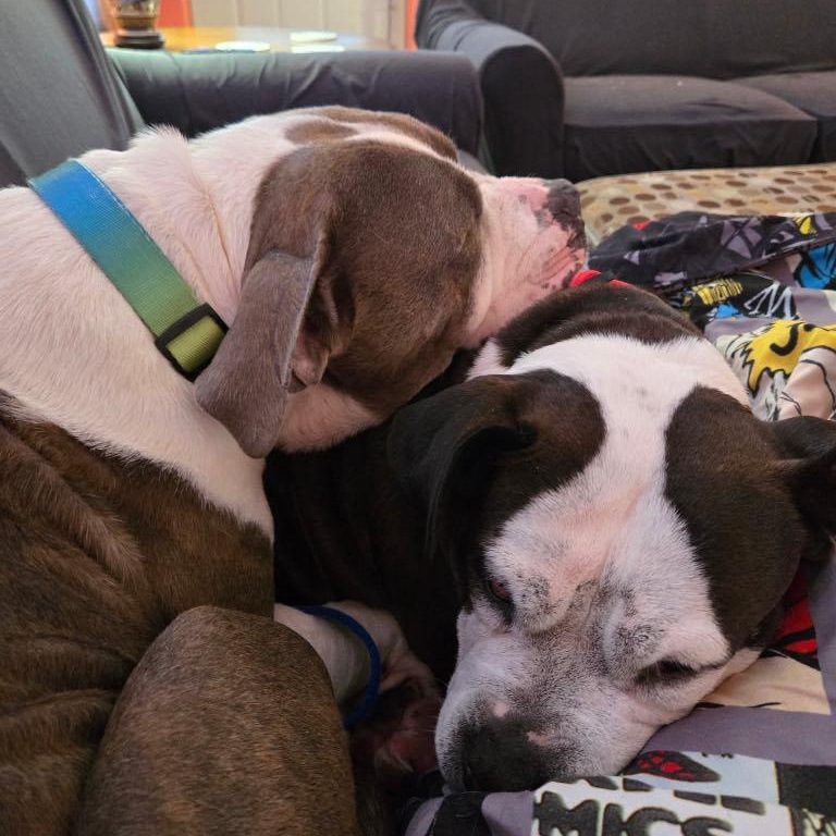 Enlarge Kimbo, a Adoptable American Staffordshire Terrier in Akron, OH image 2/6