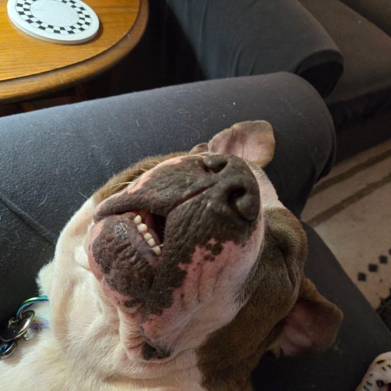 Enlarge Kimbo, a Adoptable American Staffordshire Terrier in Akron, OH image 4/6