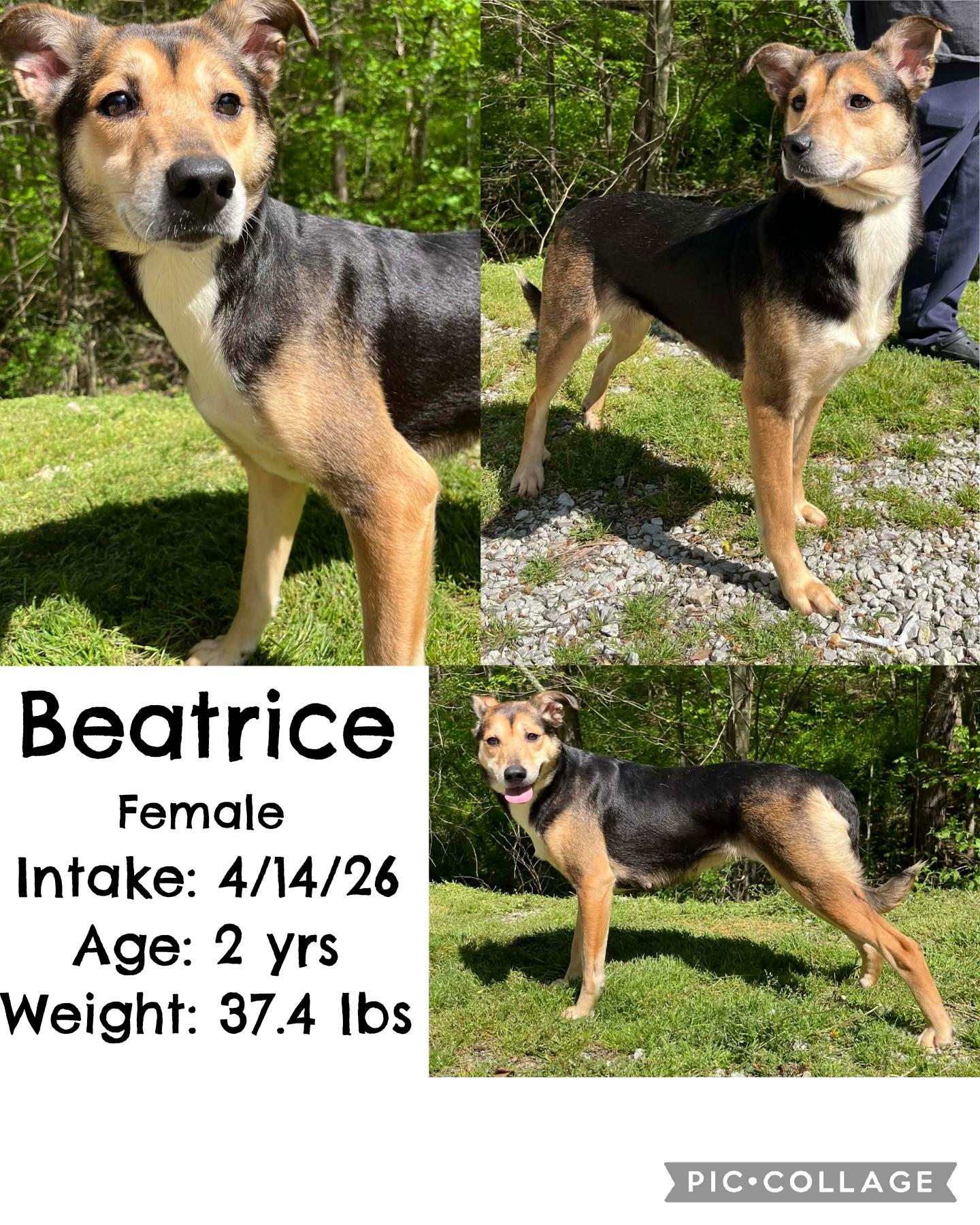 Beatrice, ADOPTABLE, Adult Female Shepherd.