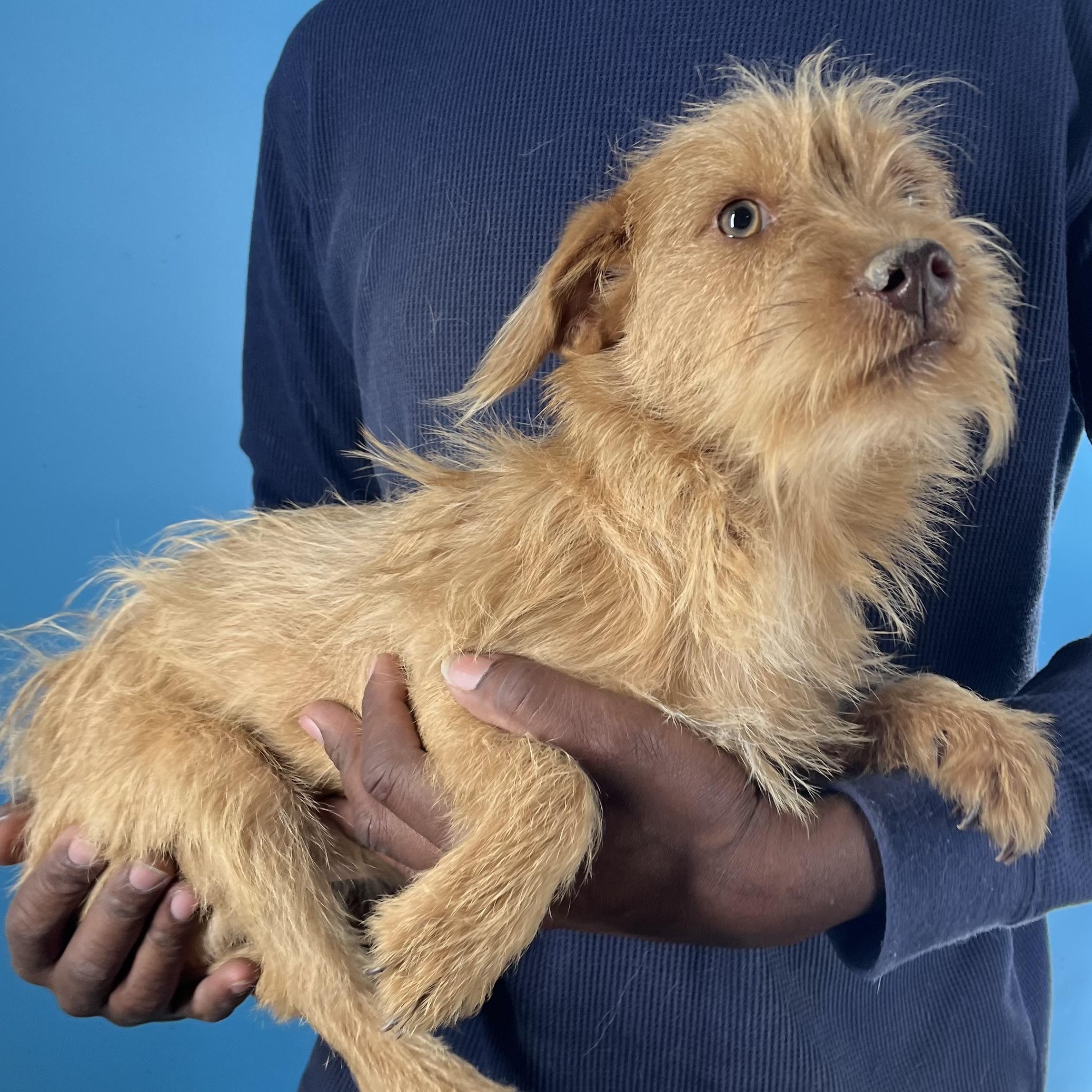 Chewy  Local February thumbnail 2