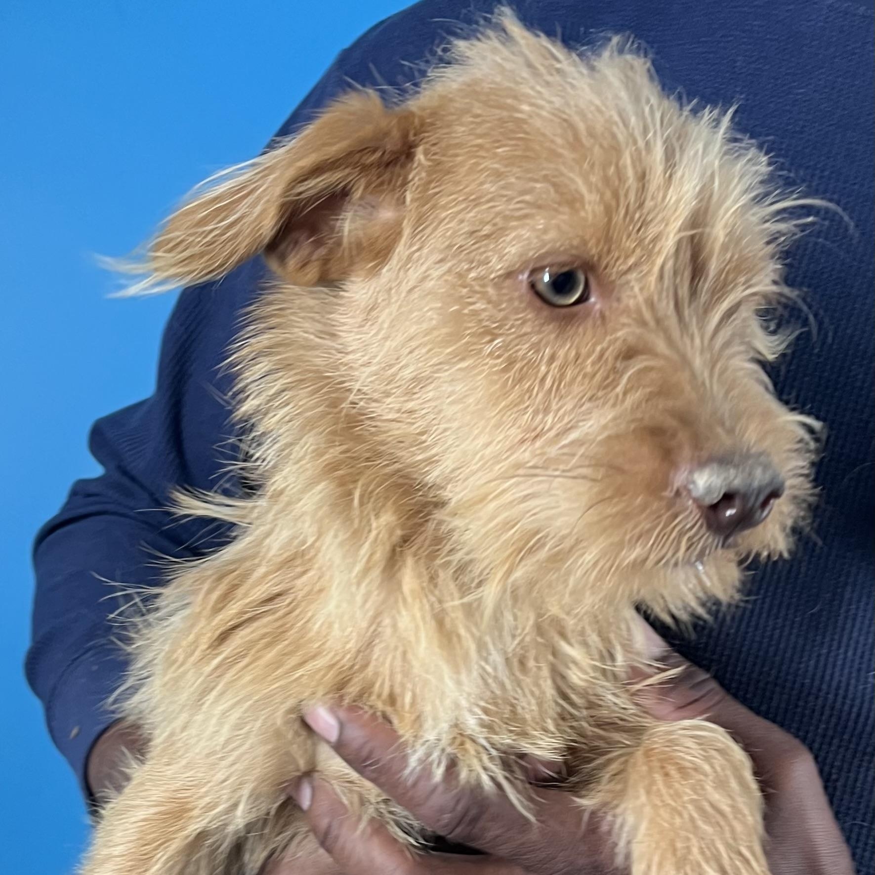 Chewy  Local February thumbnail 3