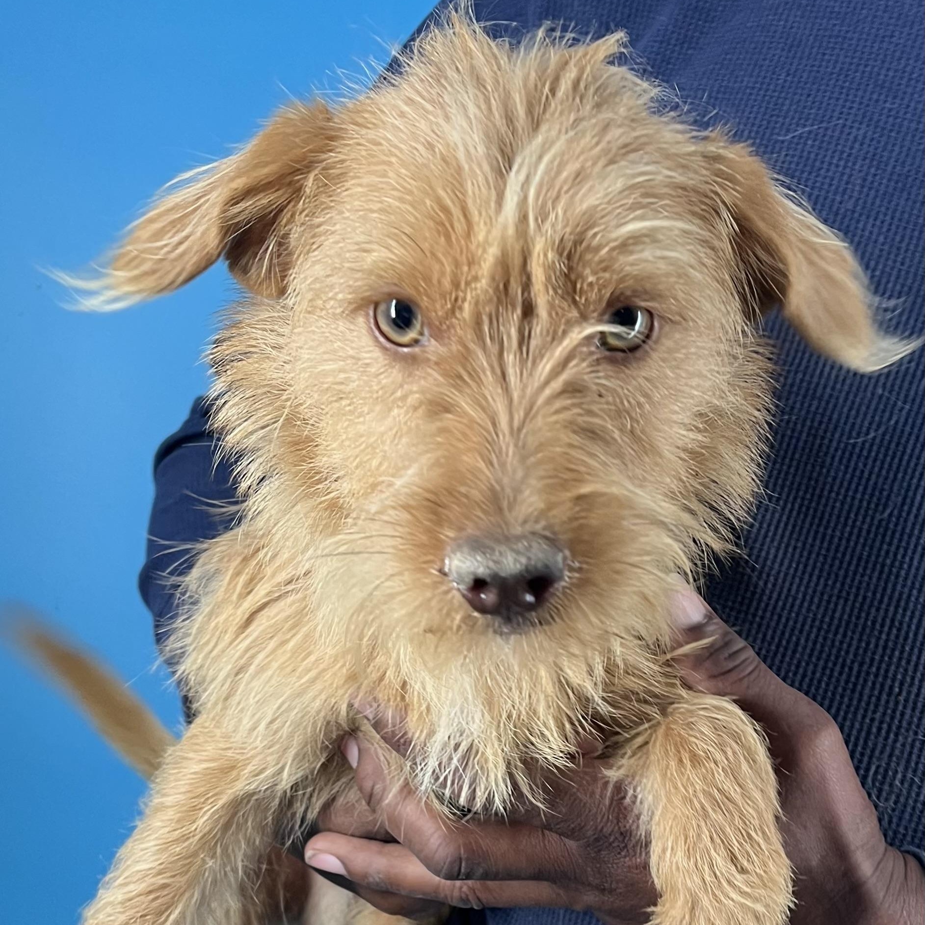 Chewy  Local February