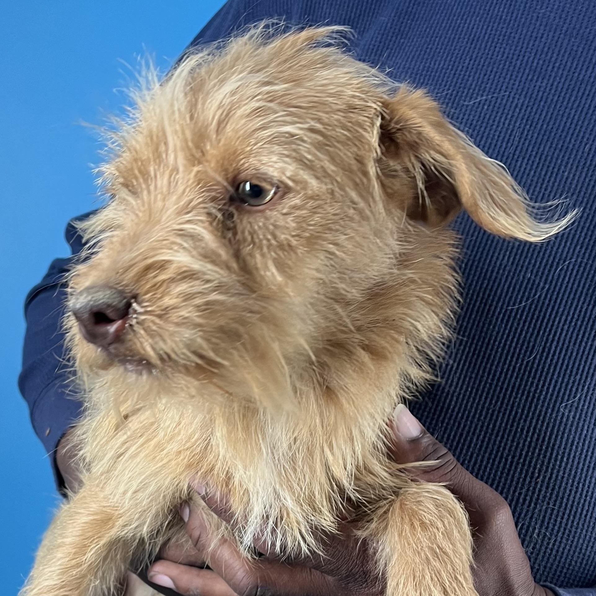 Chewy  Local February thumbnail 4