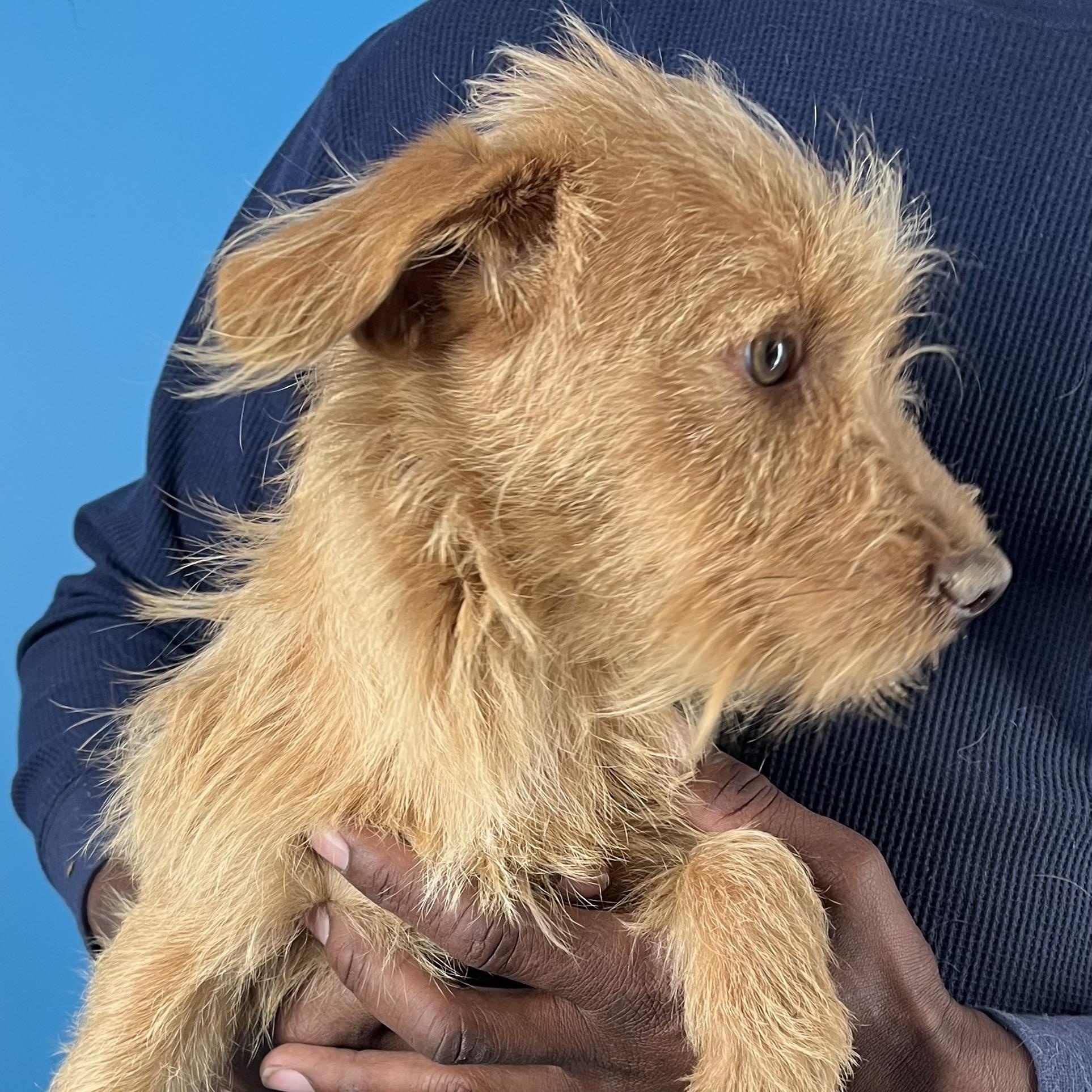 Chewy  Local February thumbnail 5