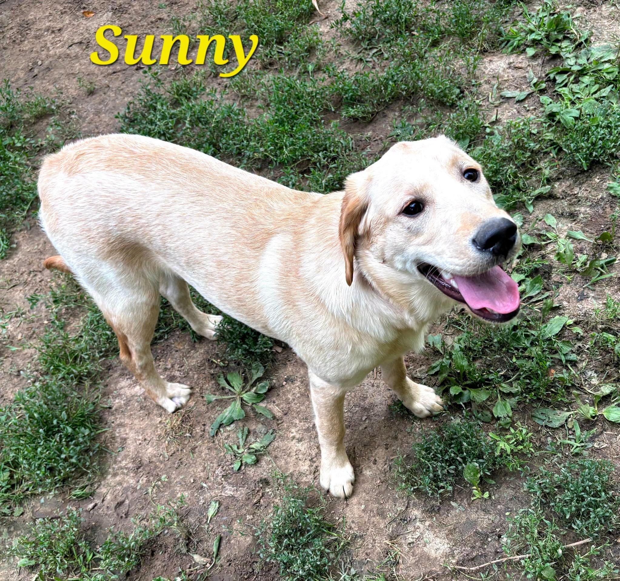 Enlarge Sunny, a Adopted Yellow Labrador Retriever in La Crescent, MN image 1/2